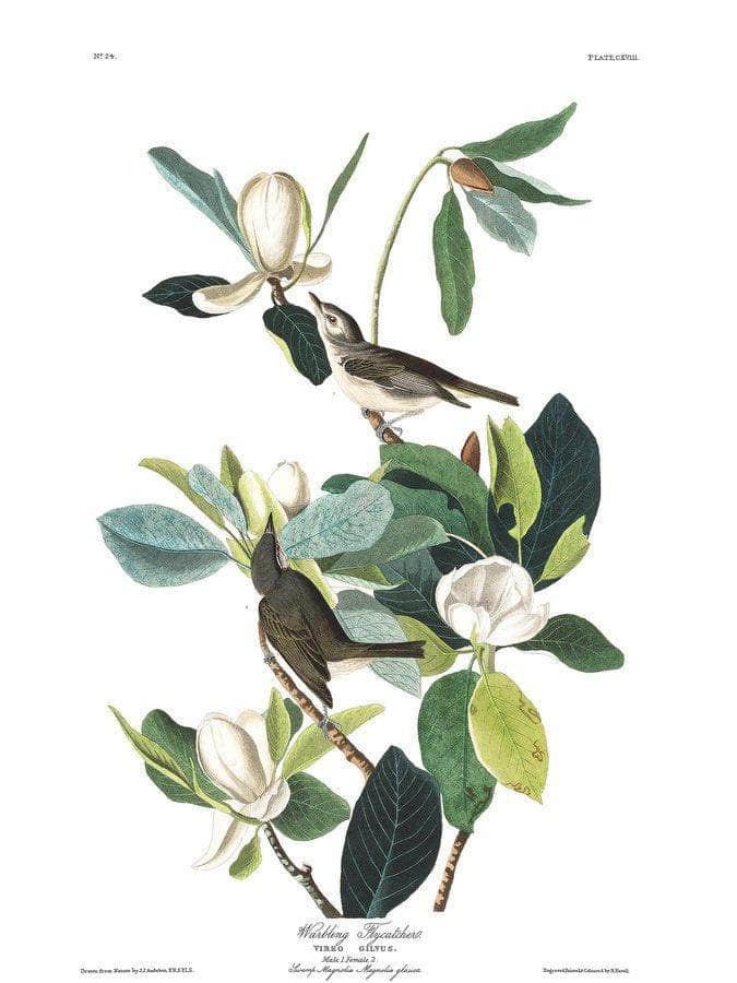 John James Audubon Arctic Tern Copy 8 1838 By John James Audubon - Image 6