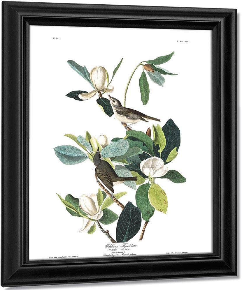 John James Audubon Arctic Tern Copy 8 1838 By John James Audubon - Image 7