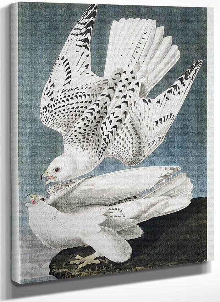 John James Audubon Iceland Or Jer Falcon 1838 By John James Audubon