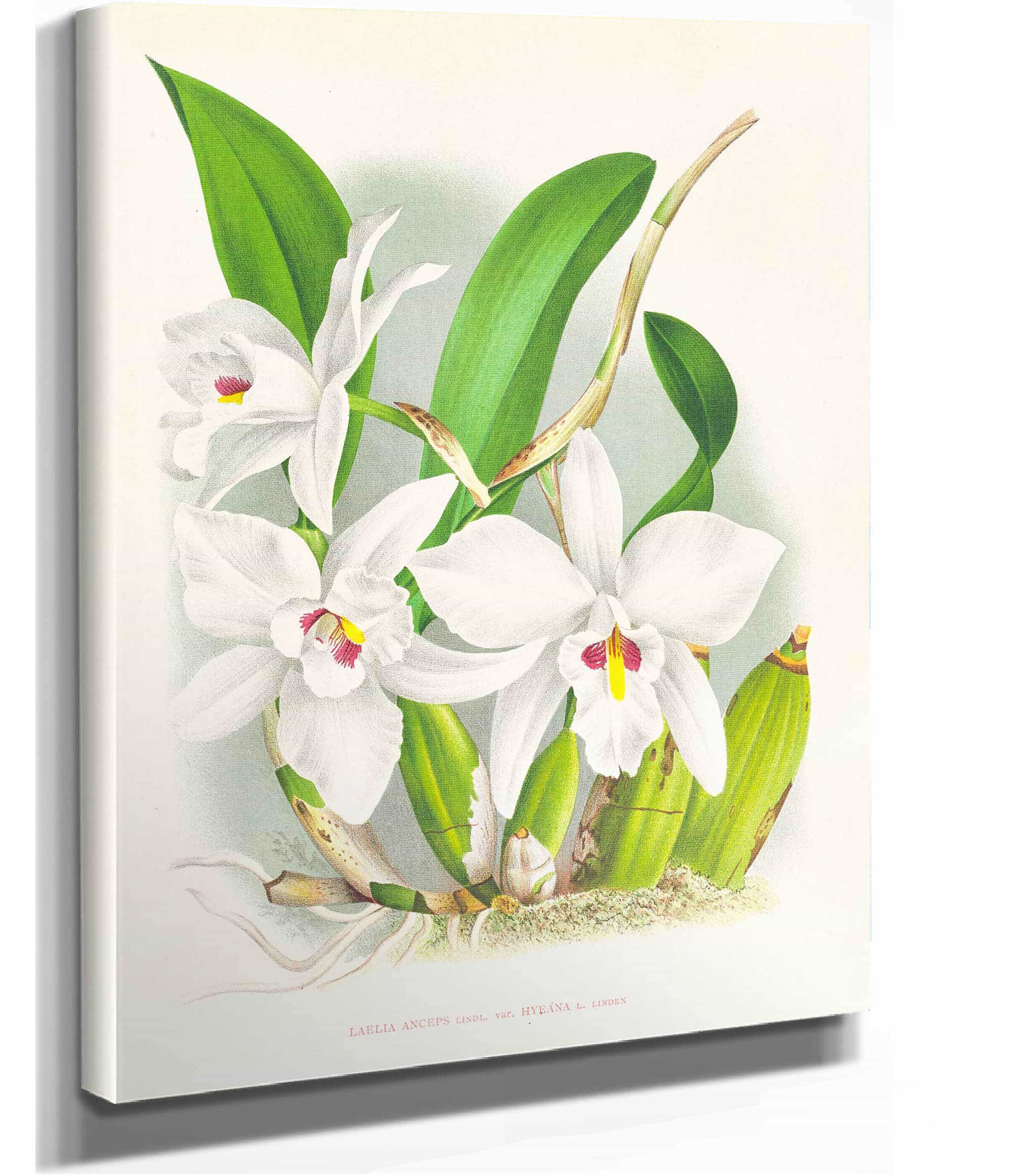 Laelia Anceps Var Hyeana by Jean Jules Linden