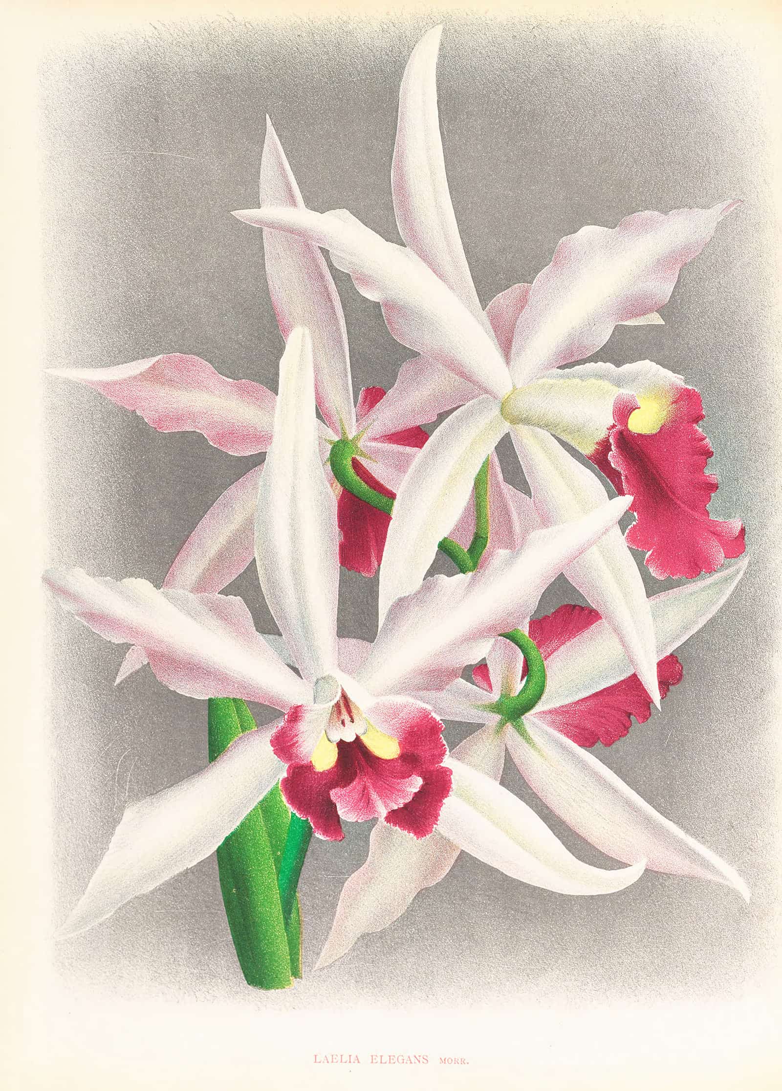 Laelia Elegans by Jean Jules Linden - Image 2