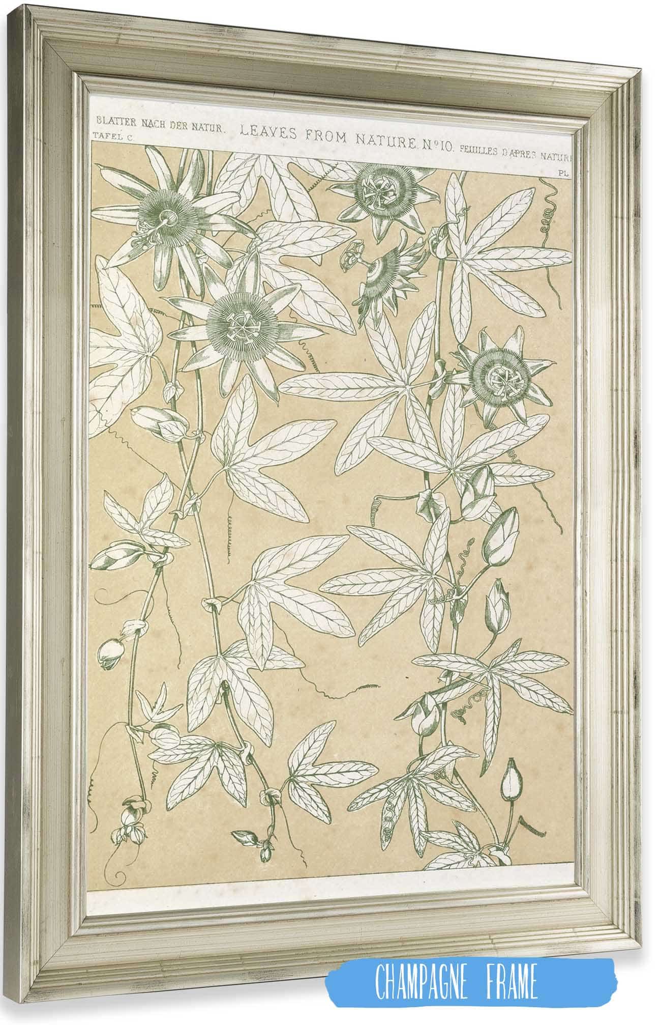 Leaves From Nature No by Owen Jones