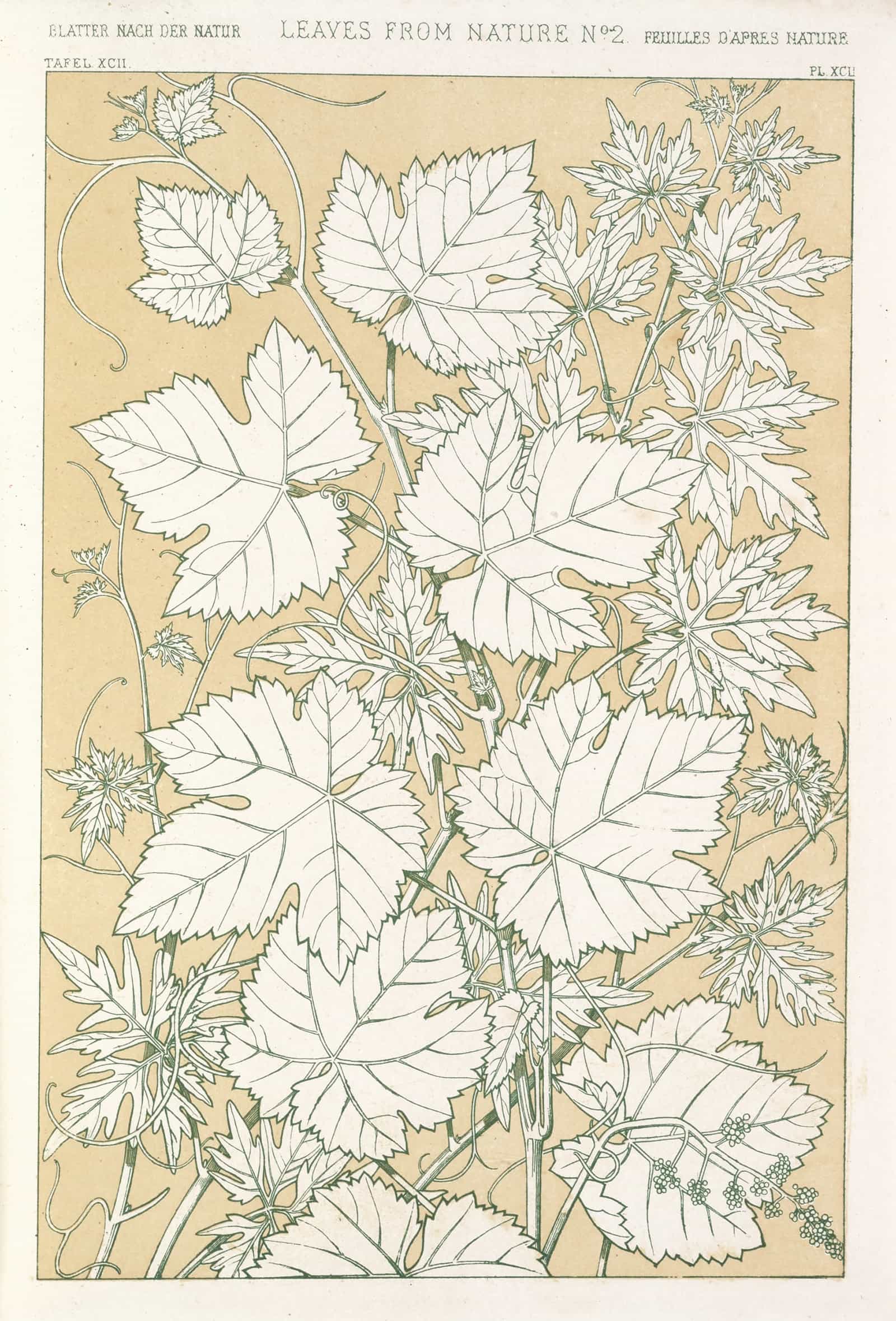 Leaves From Nature No by Owen Jones - Image 3