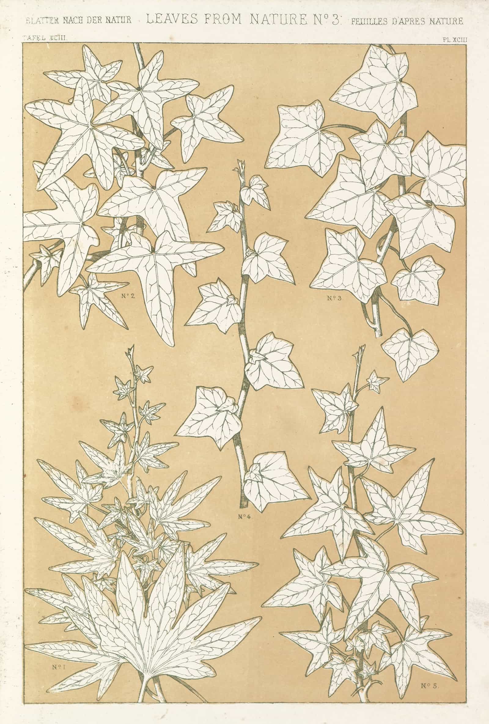 Leaves From Nature No by Owen Jones - Image 5