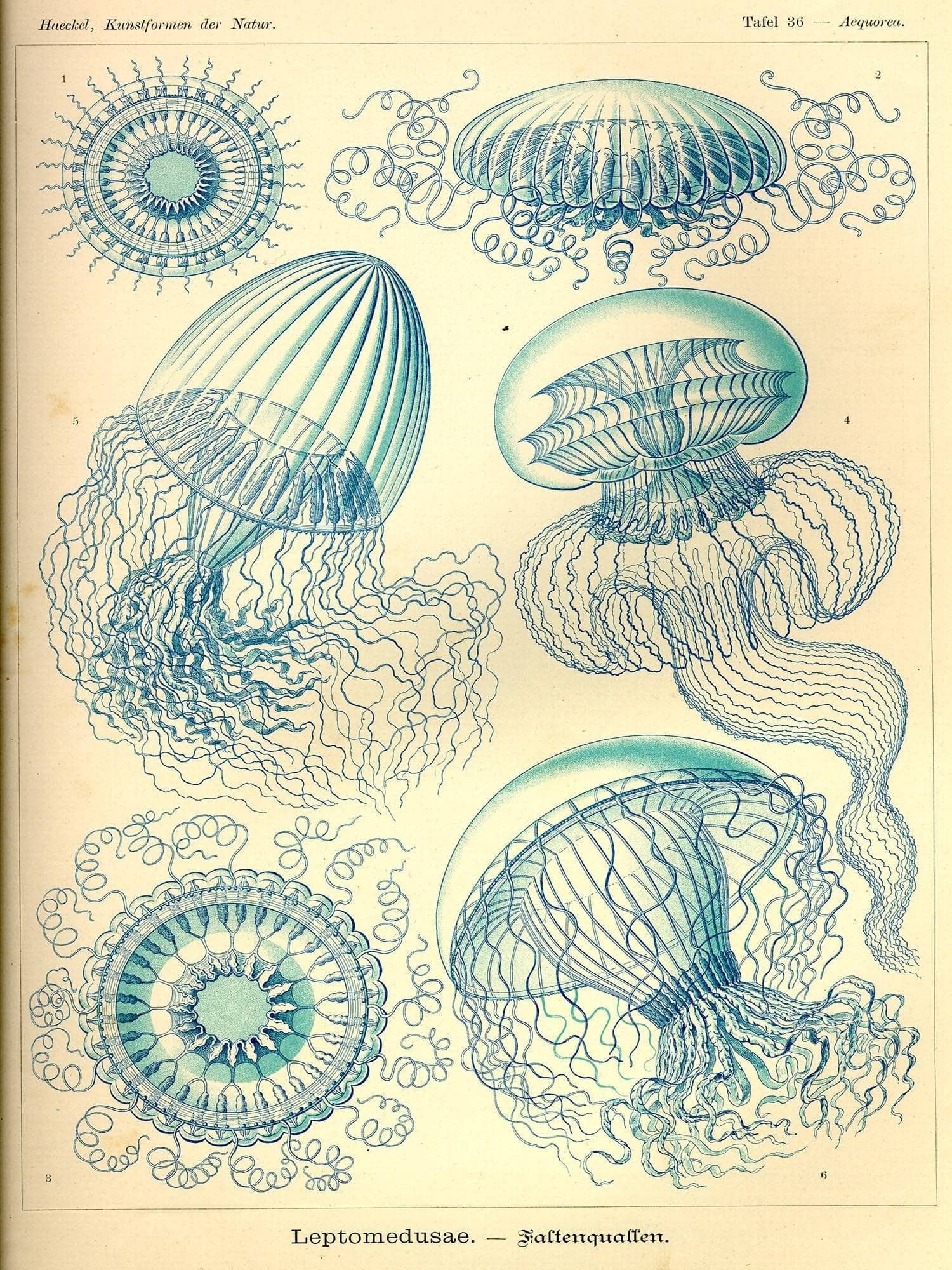 Leptomedusae. - Faltenquallen - Image 3