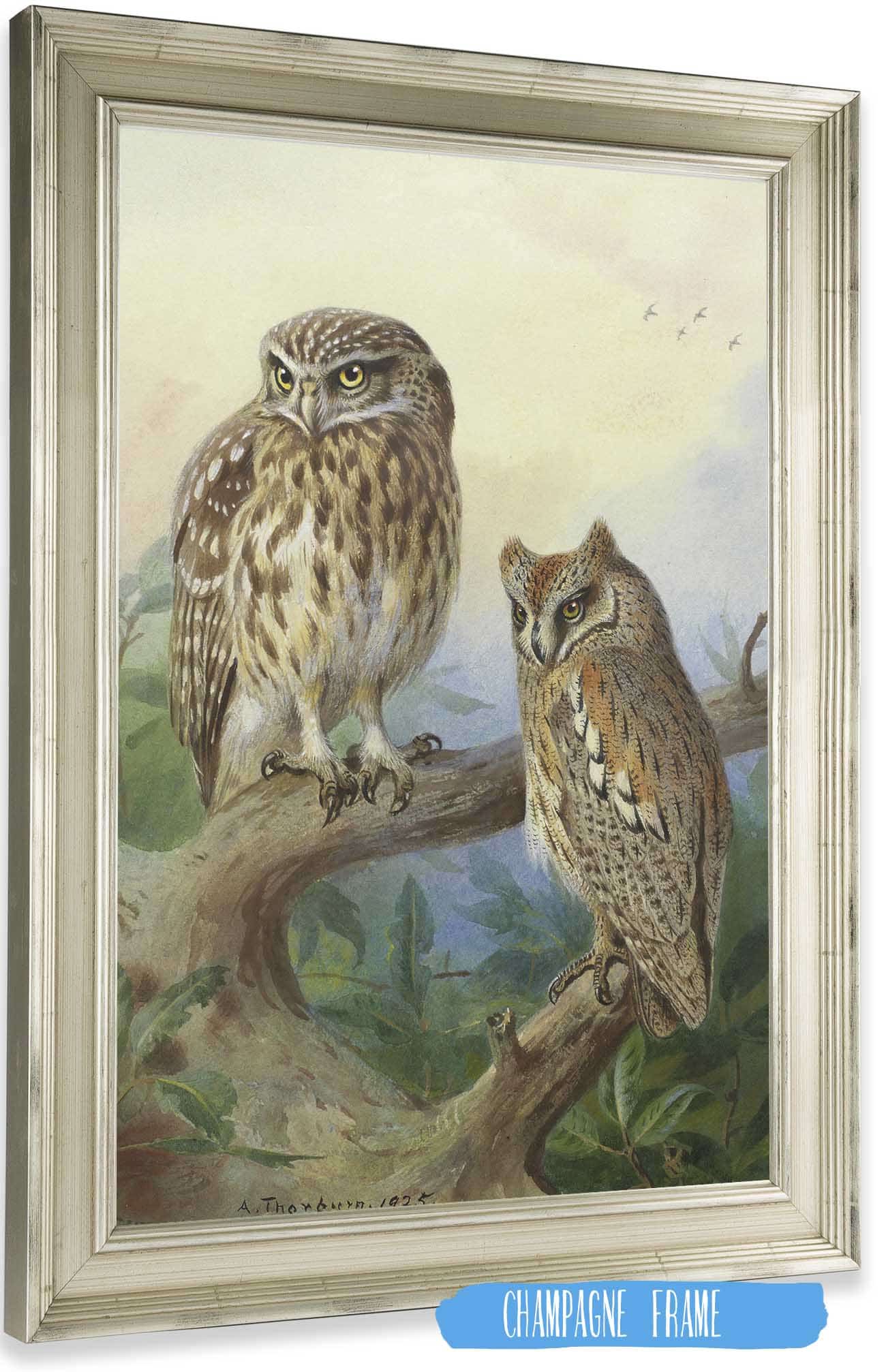 Little Owl And Scops Owl by Archibald Thorburn
