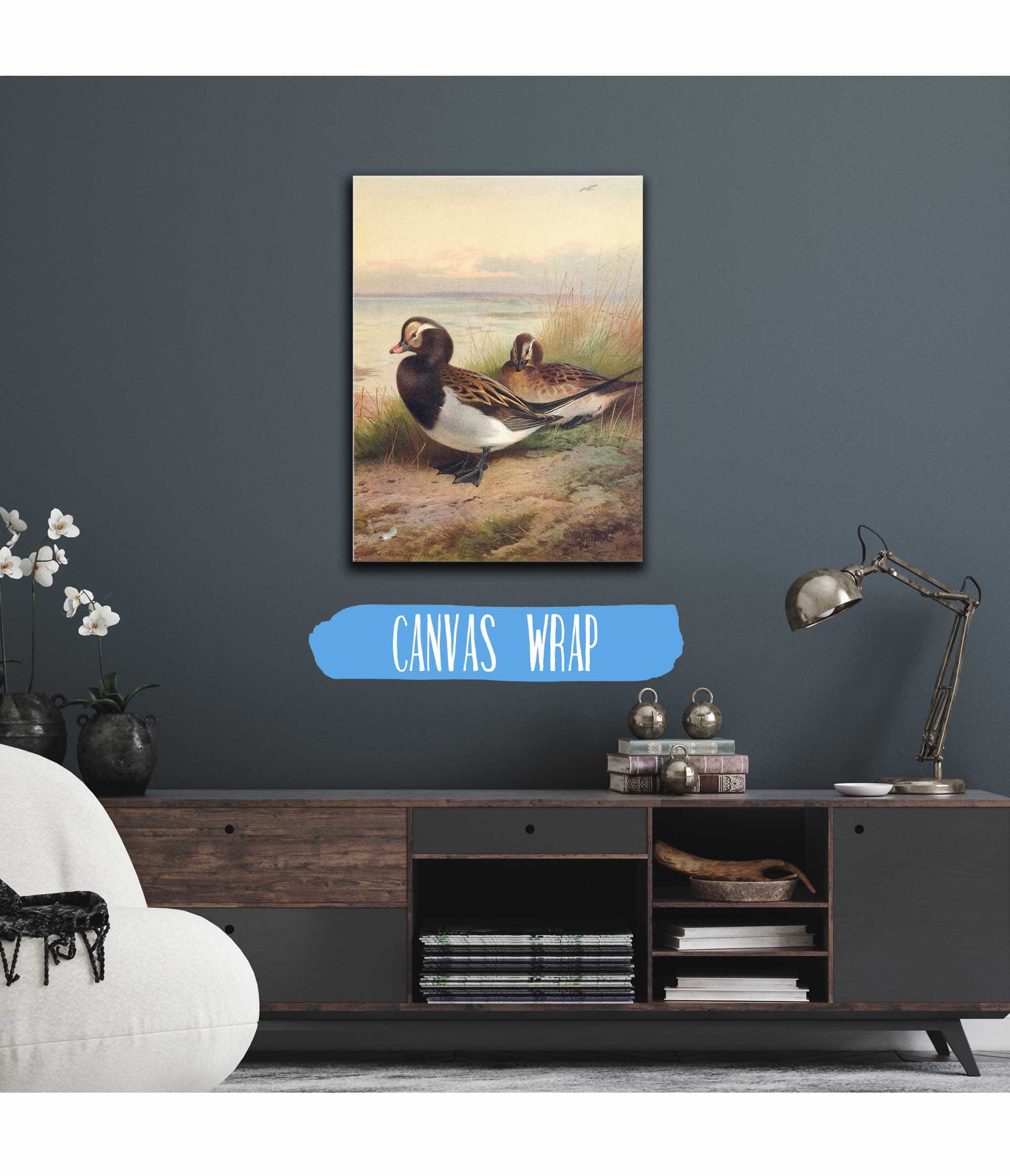 Long Tailed Duck Summer by Archibald Thorburn - Image 3