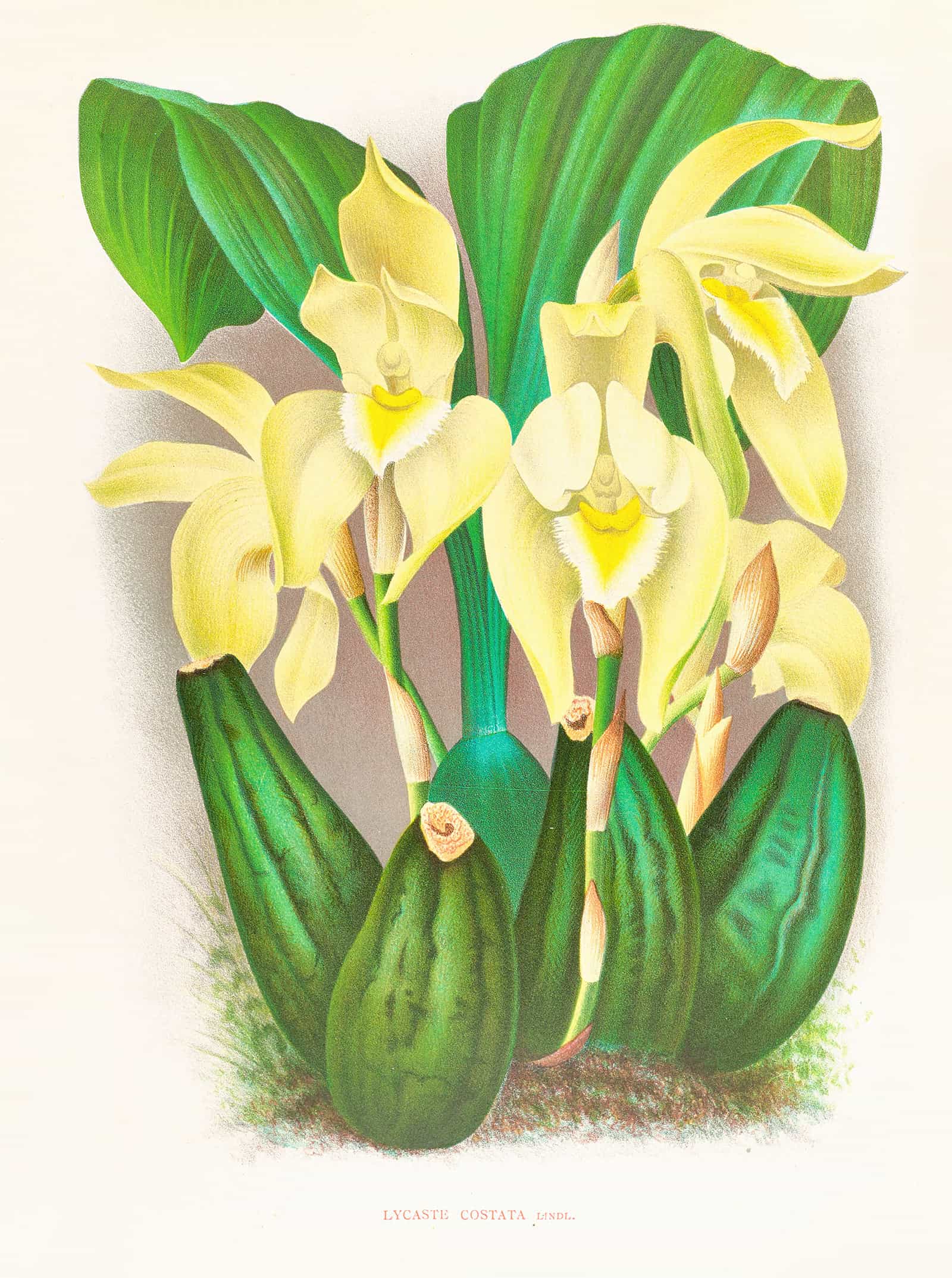 Lycaste Costata by Jean Jules Linden - Image 2