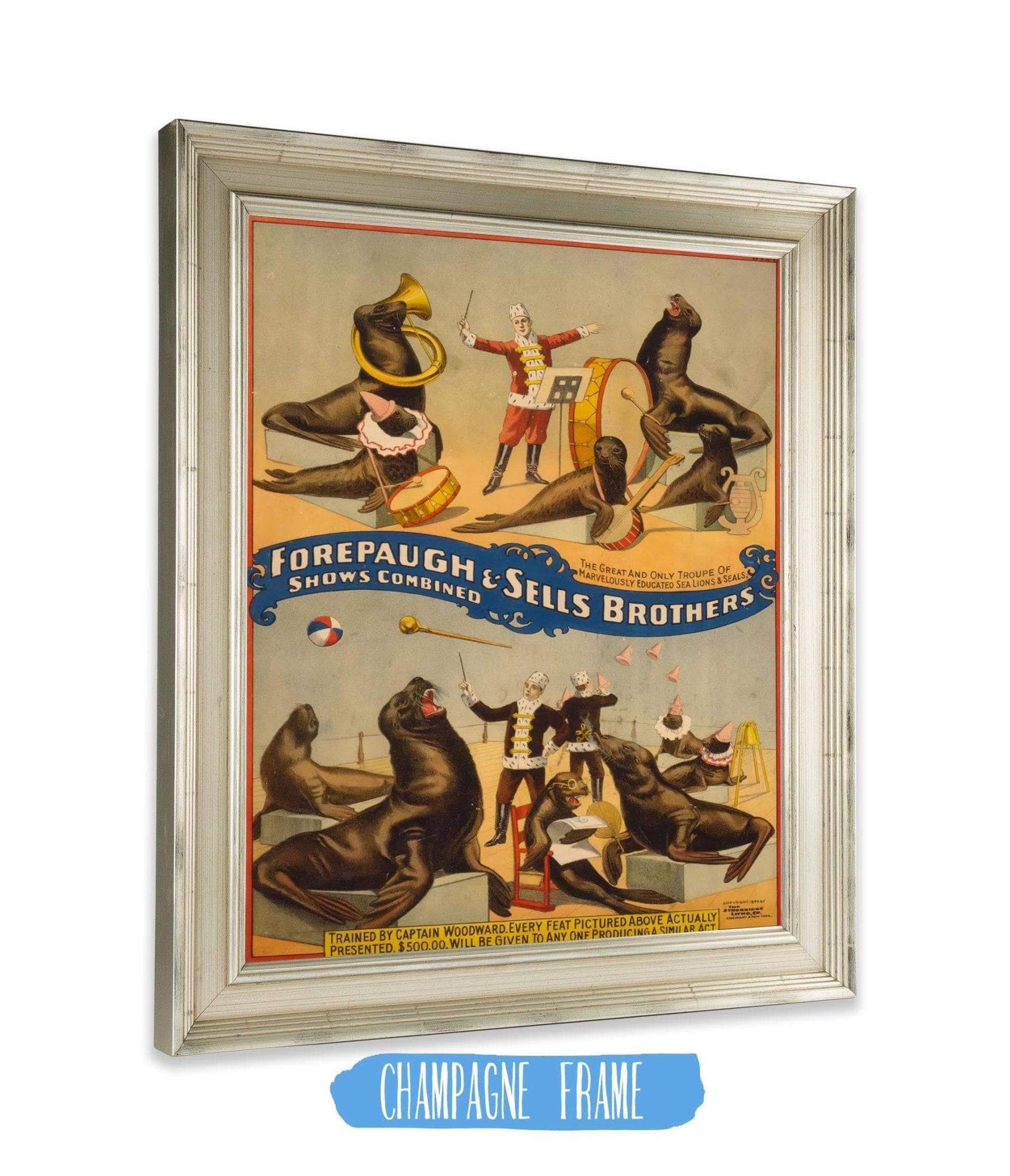 Marvellously Trained Circus Seals, 1899 - Image 2