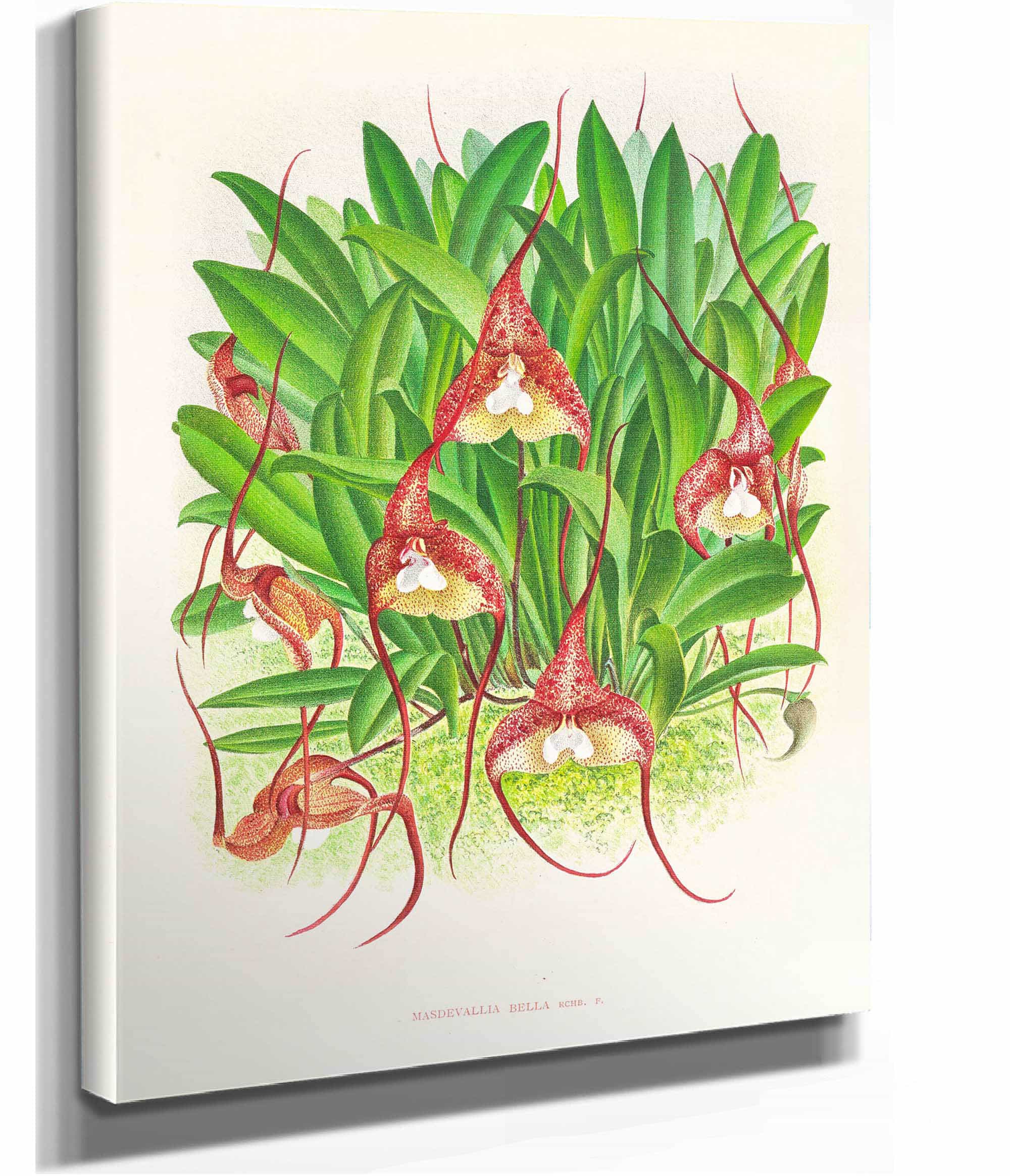 Masdevallia Bella by Jean Jules Linden