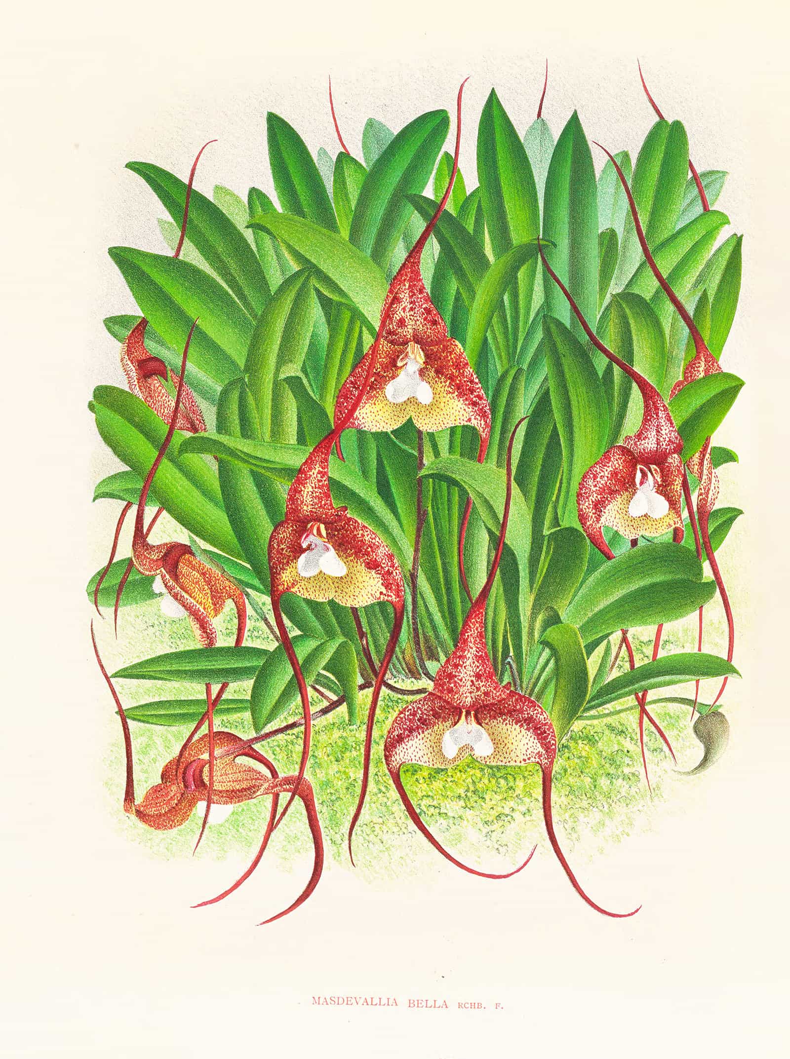 Masdevallia Bella by Jean Jules Linden - Image 2