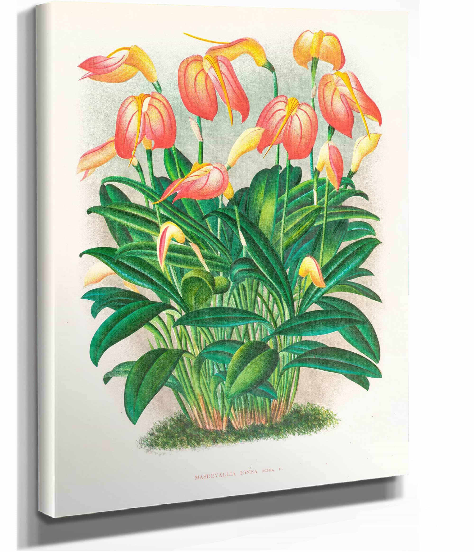 Masdevallia Ignea by Jean Jules Linden