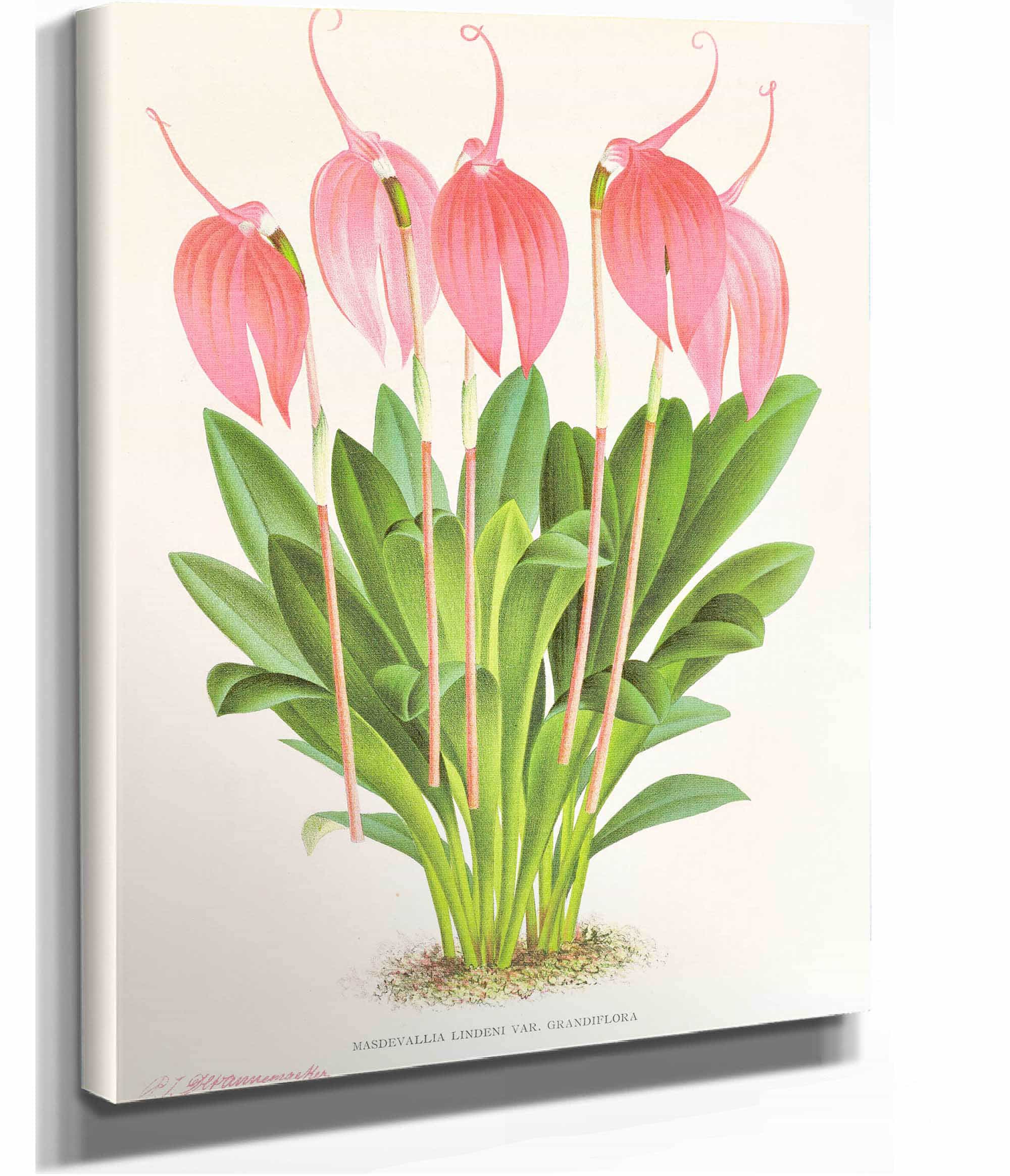 Masdevallia Lindeni Var Grandiflora by Jean Jules Linden