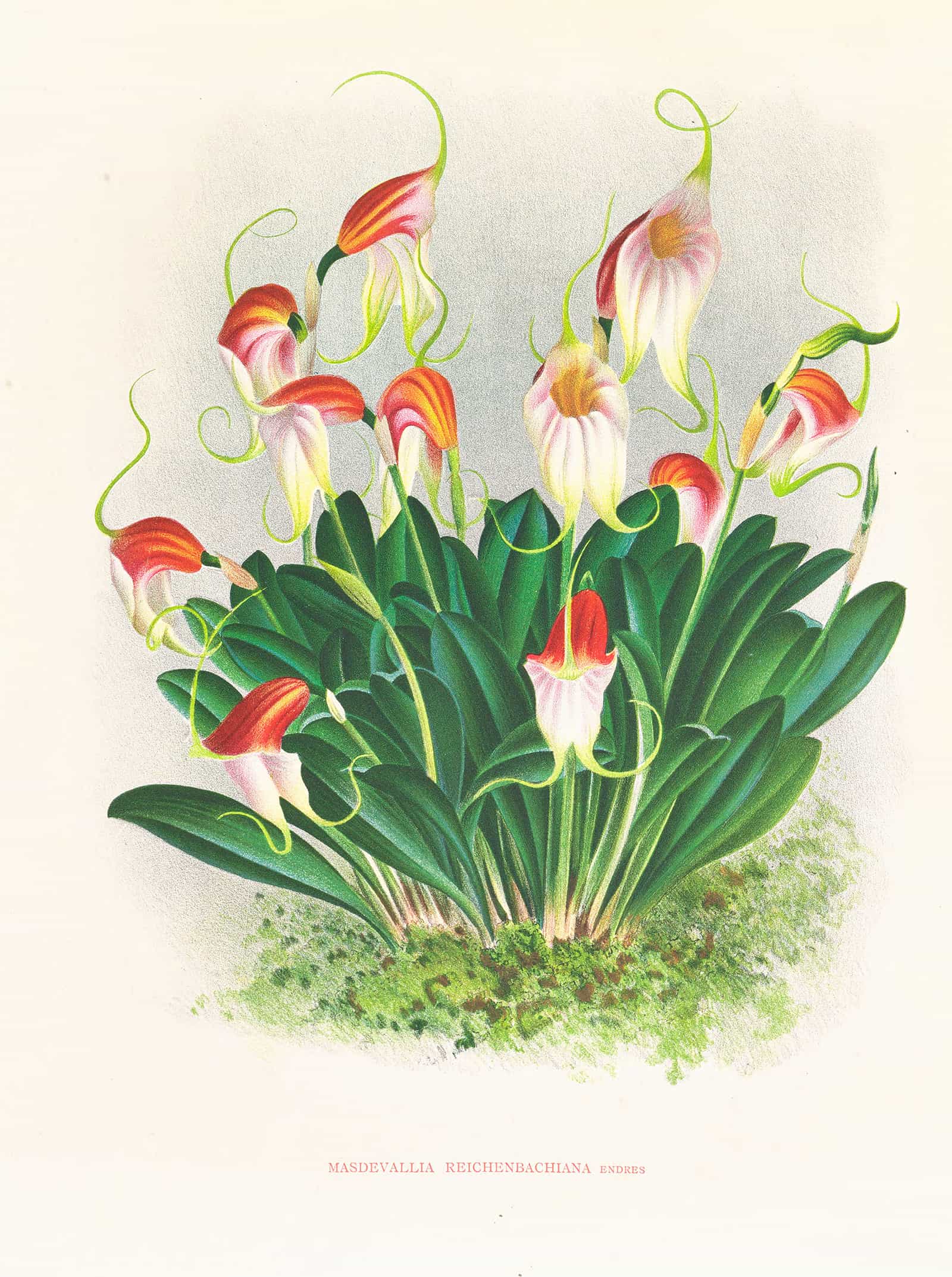 Masdevallia Reichenbachiana by Jean Jules Linden - Image 2