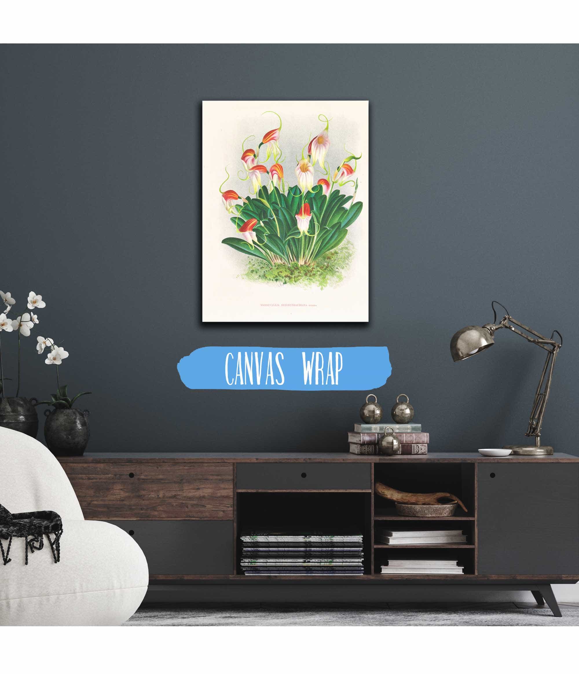 Masdevallia Reichenbachiana by Jean Jules Linden - Image 3
