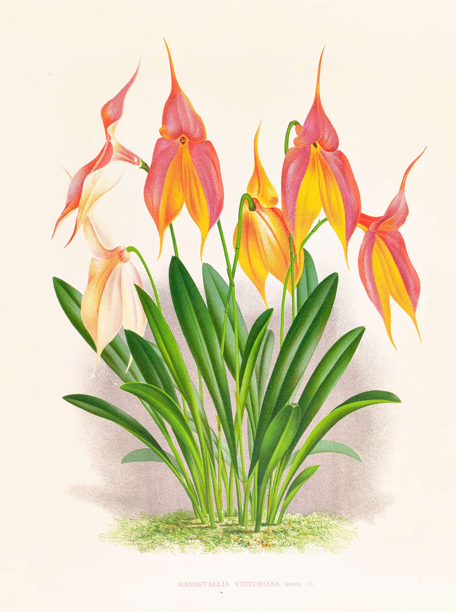 Masdevallia Veitchiana by Jean Jules Linden - Image 2