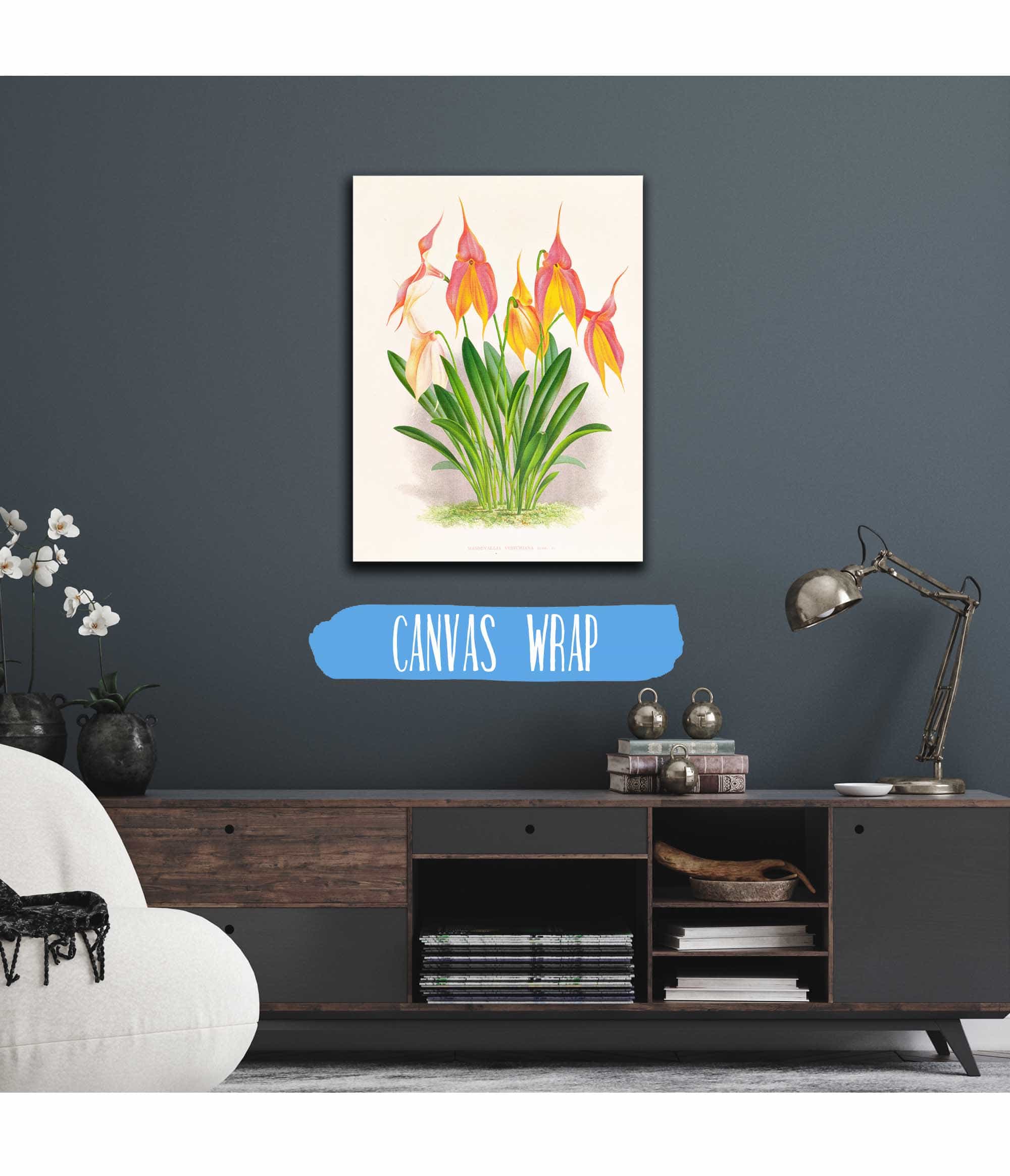 Masdevallia Veitchiana by Jean Jules Linden - Image 3