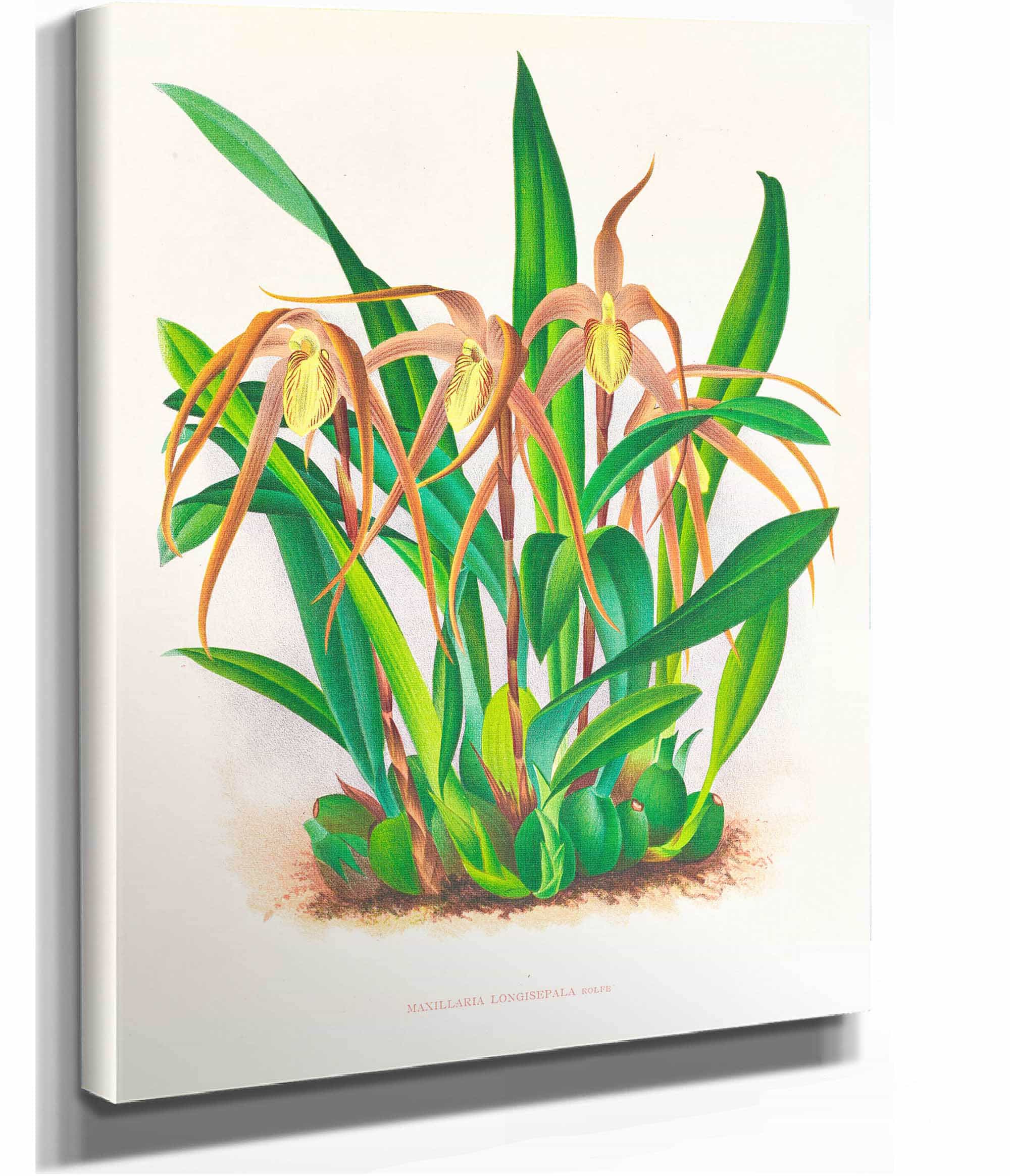 Maxillaria Longisepala by Jean Jules Linden