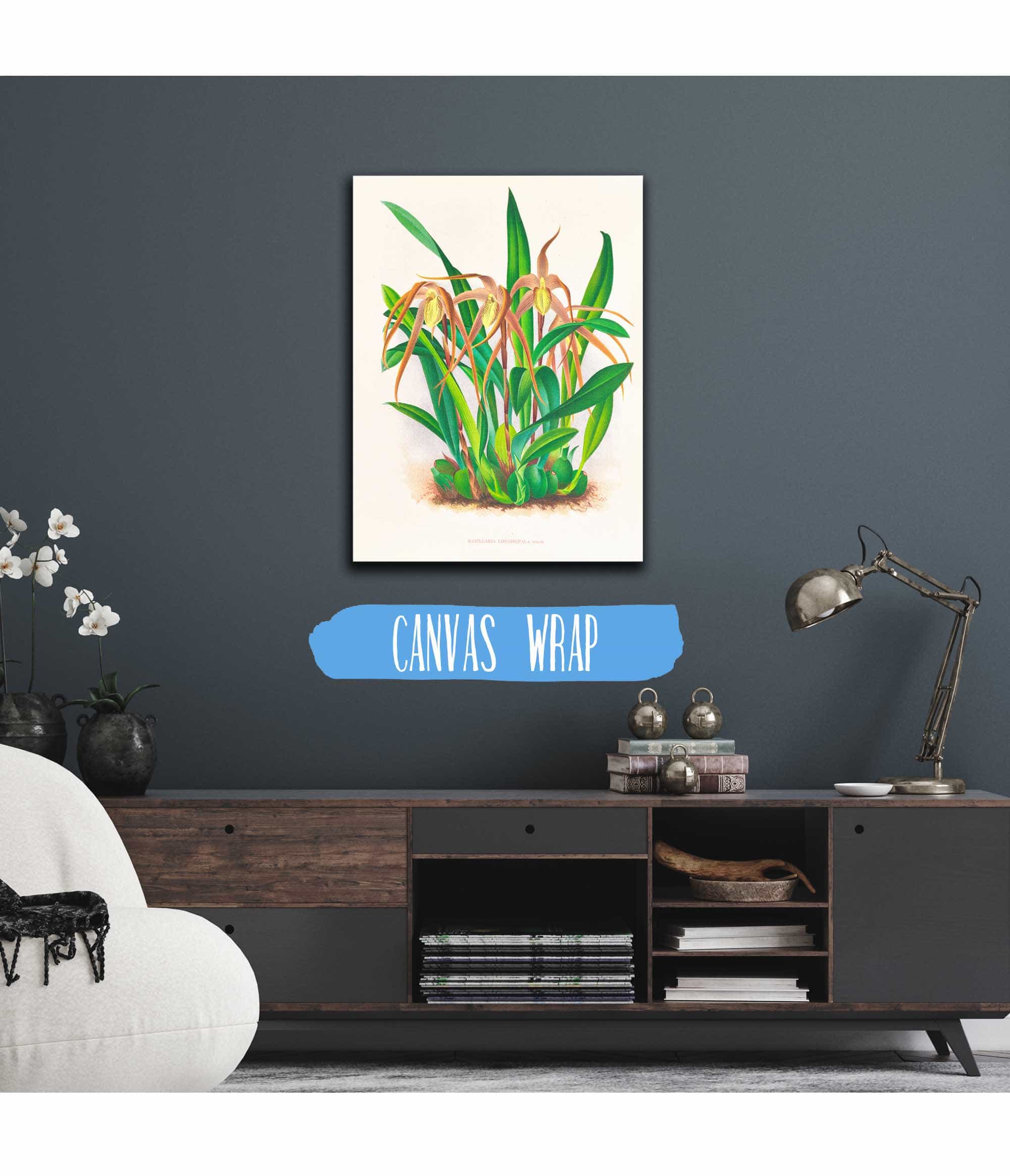 Maxillaria Longisepala by Jean Jules Linden - Image 3