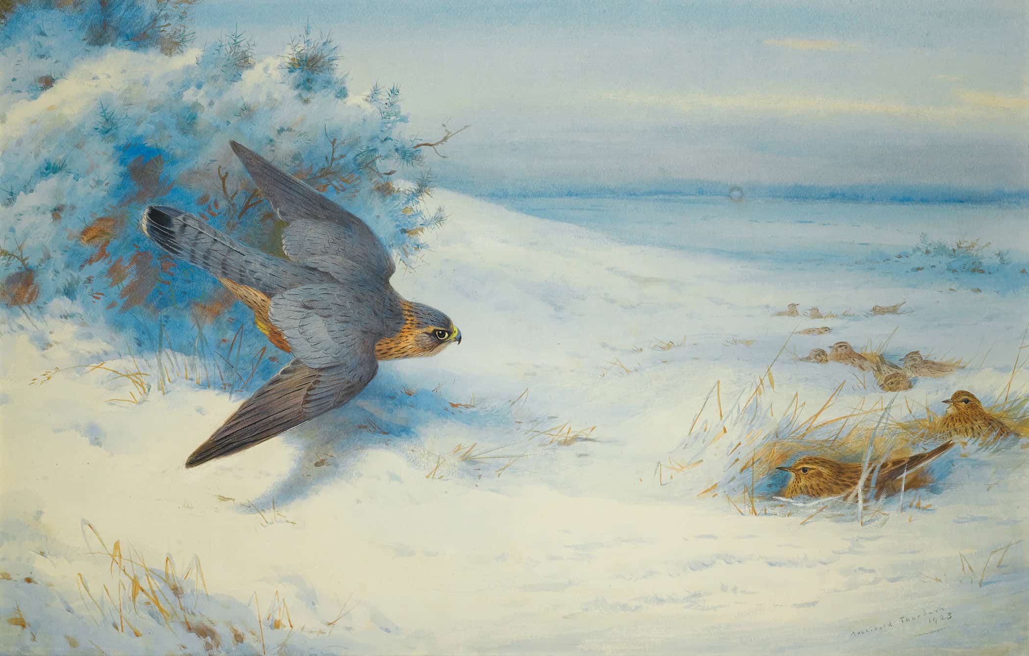 Merlin And Larks by Archibald Thorburn - Image 2