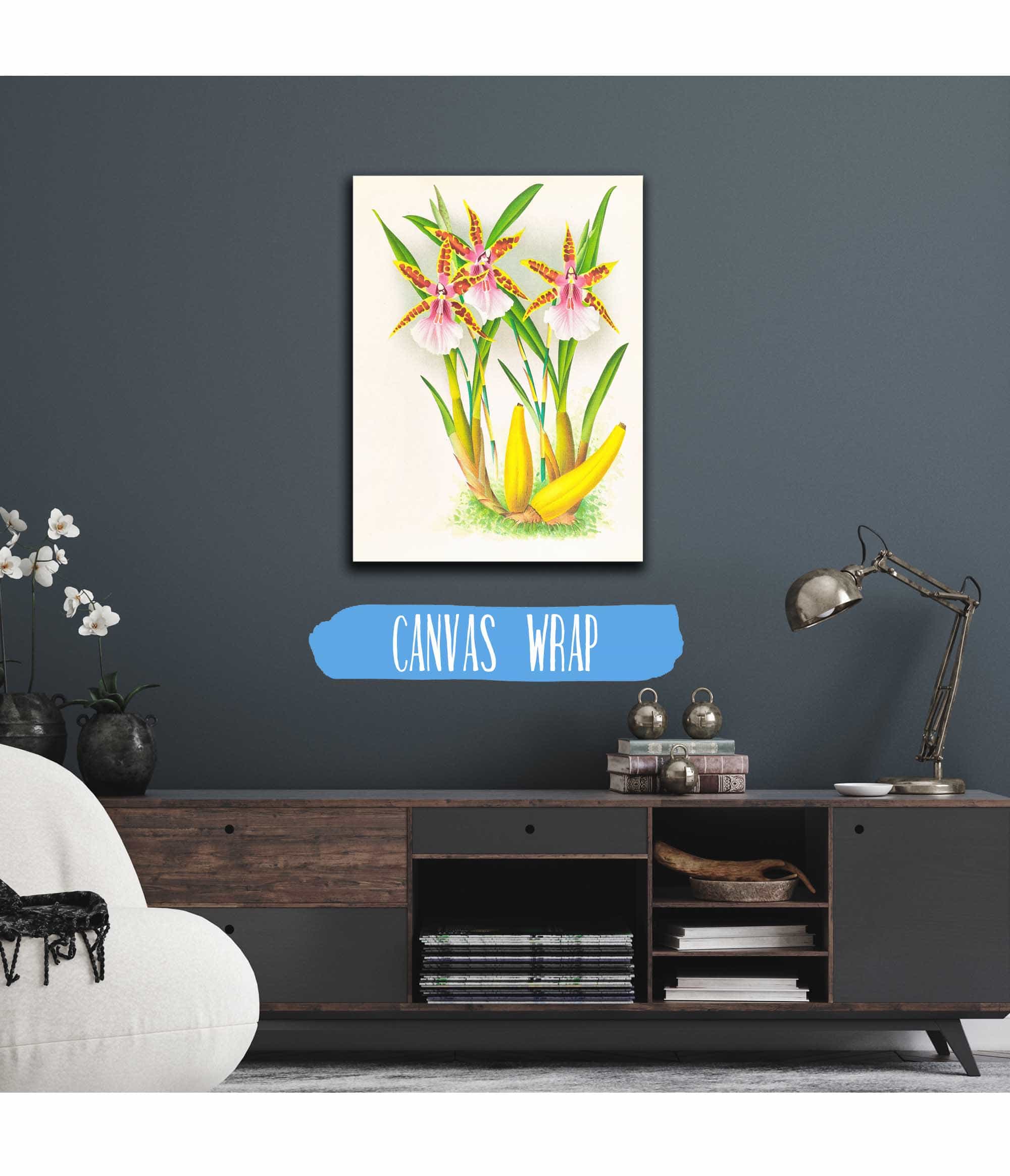 Miltonia Blunti by Jean Jules Linden - Image 3