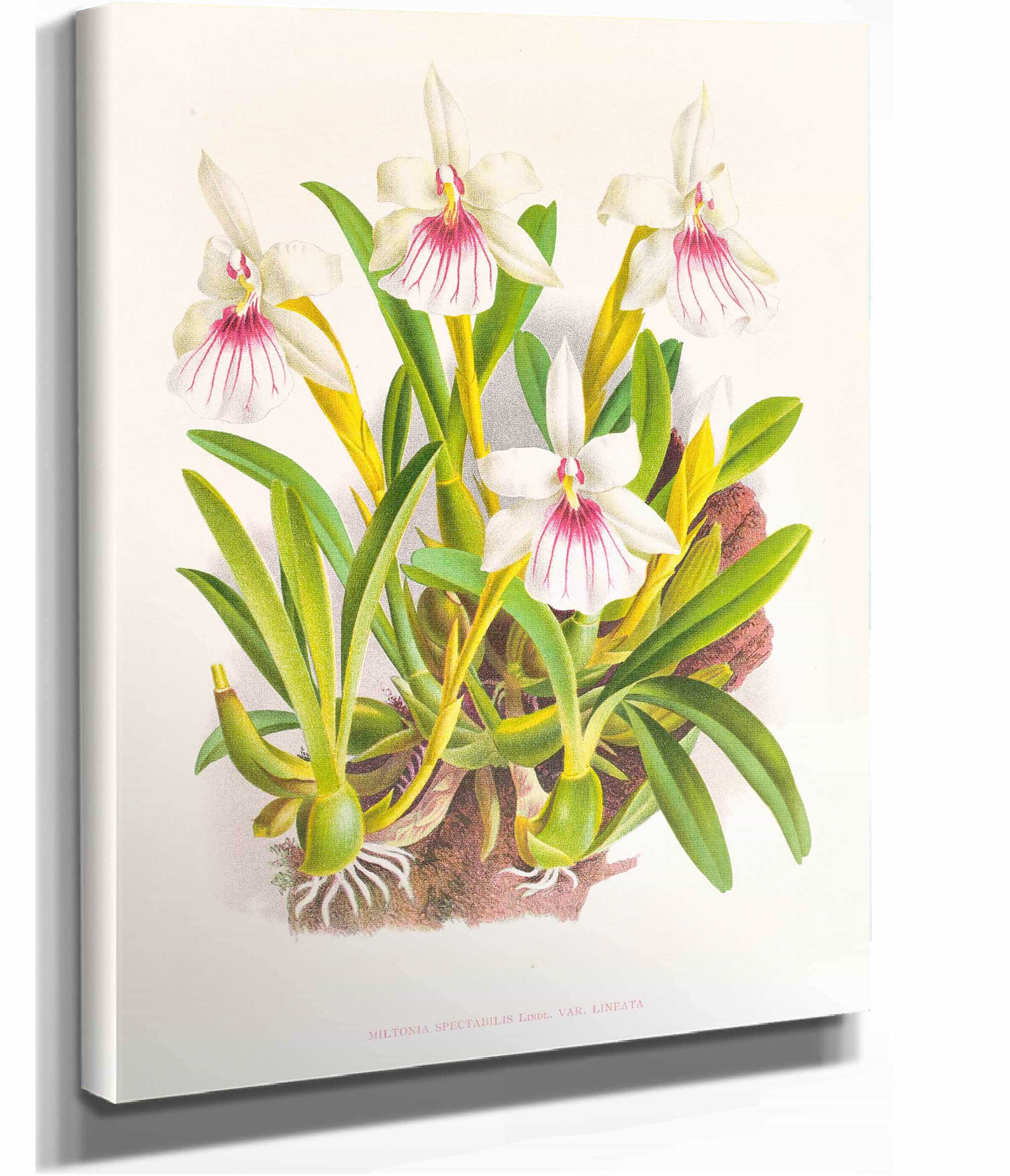 Miltonia Spectabilis by Jean Jules Linden