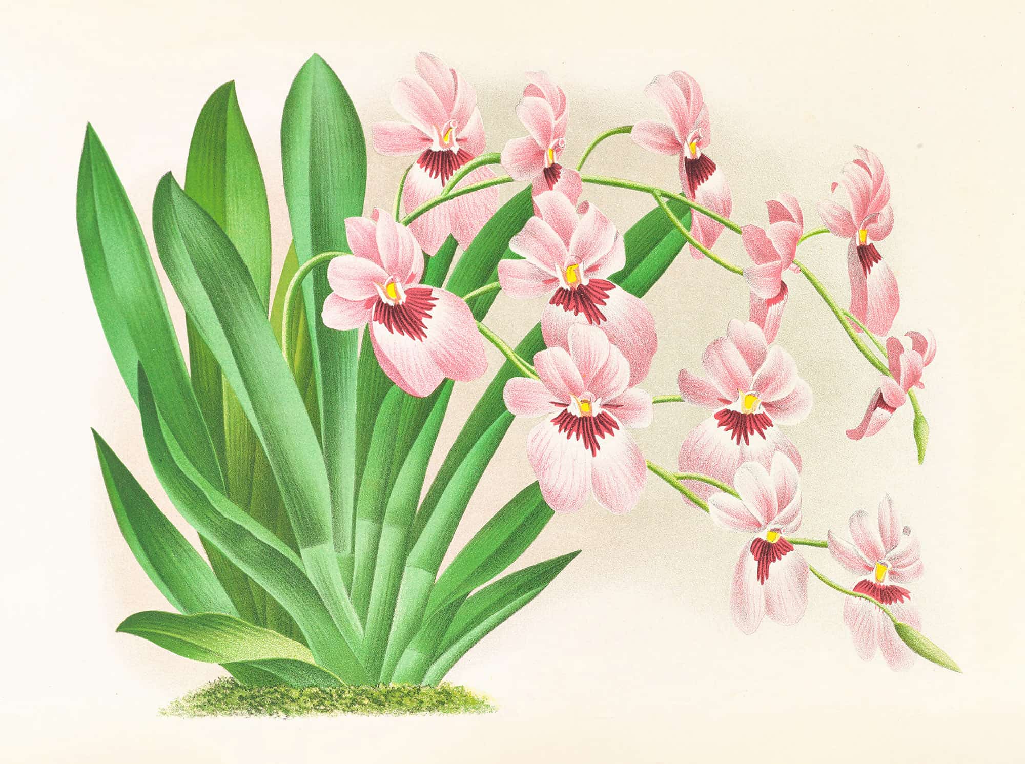 Miltonia Vexillaria by Jean Jules Linden