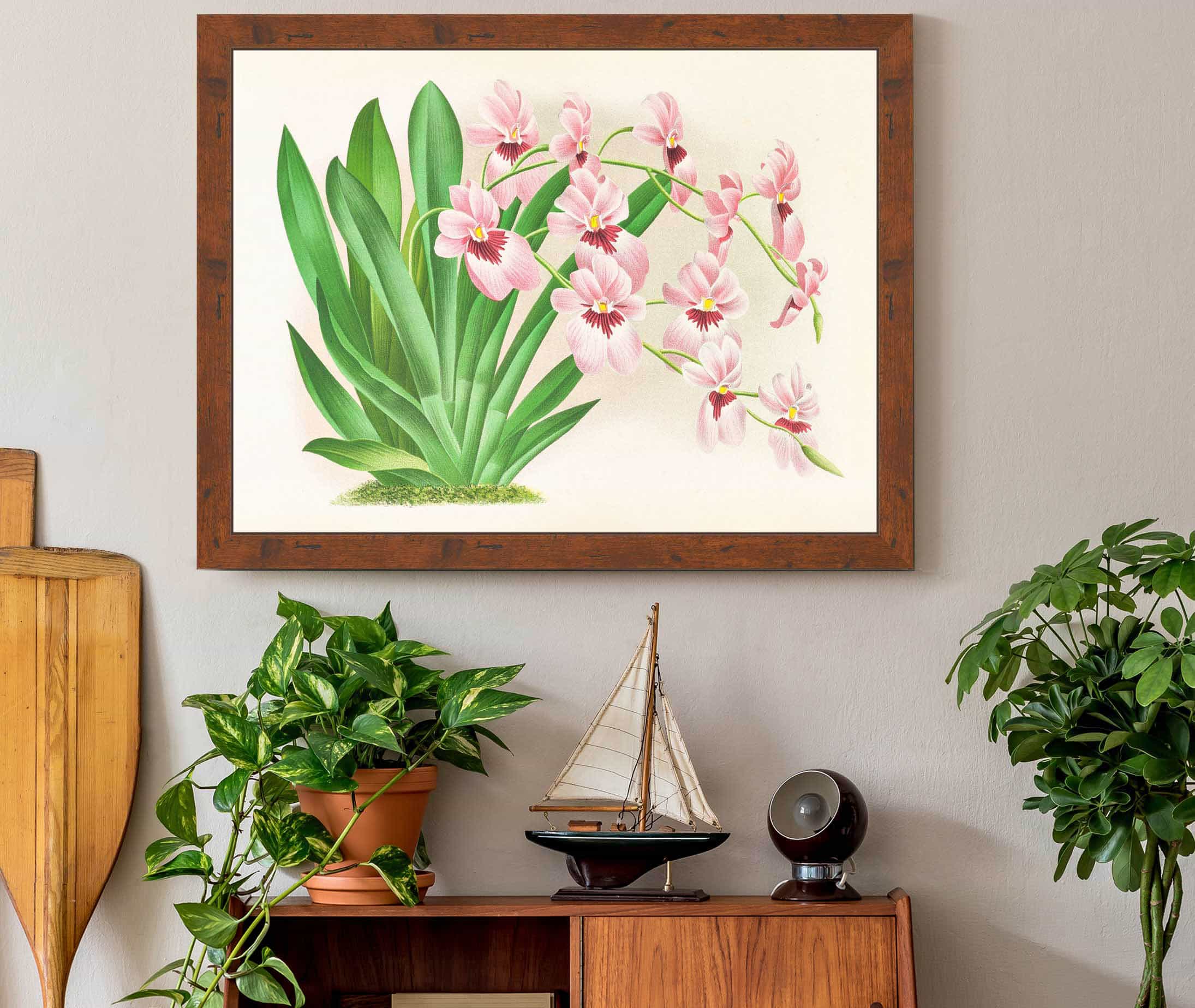 Miltonia Vexillaria by Jean Jules Linden - Image 3