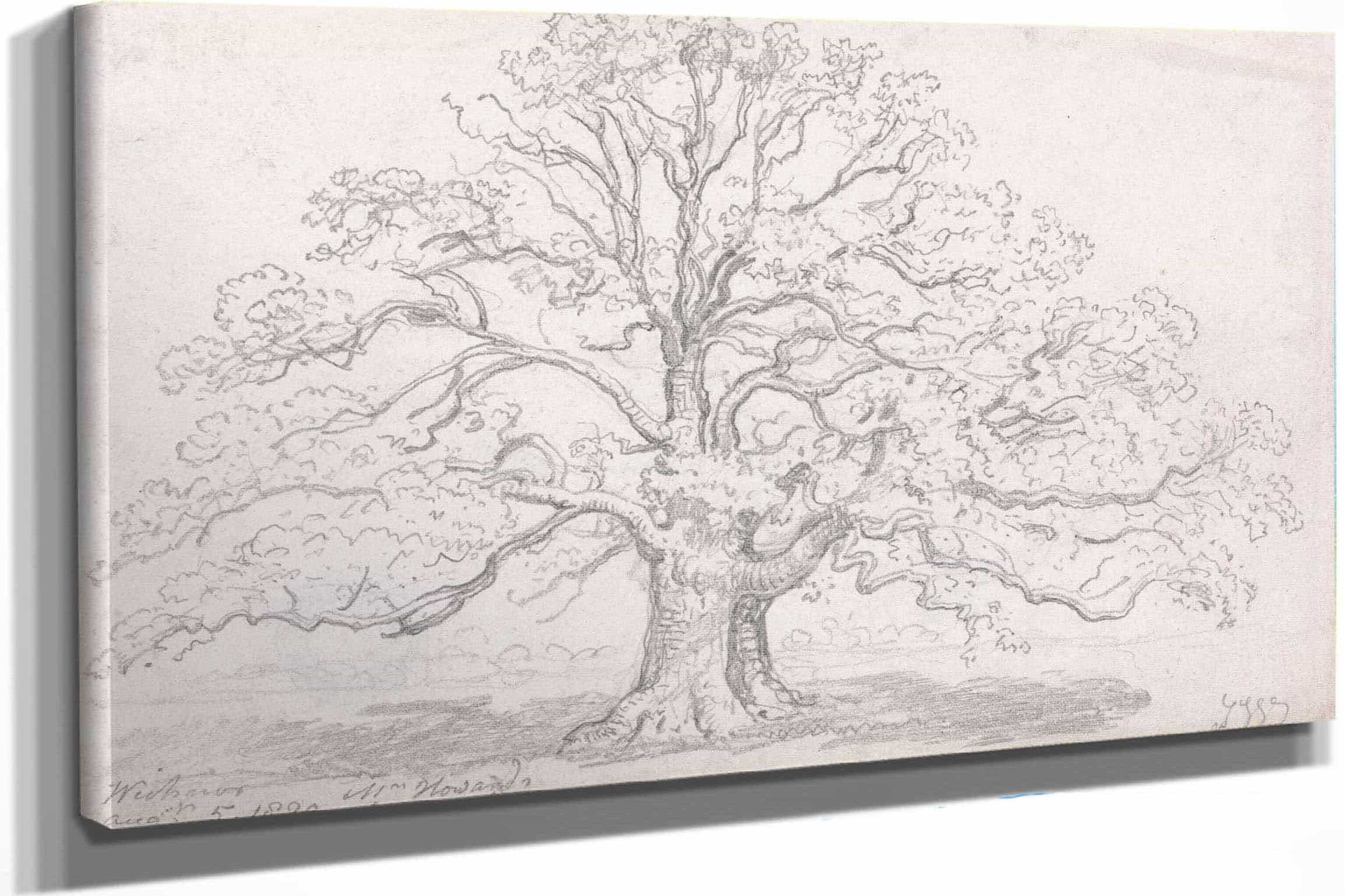 Mr Howards Large Oak August by James Ward