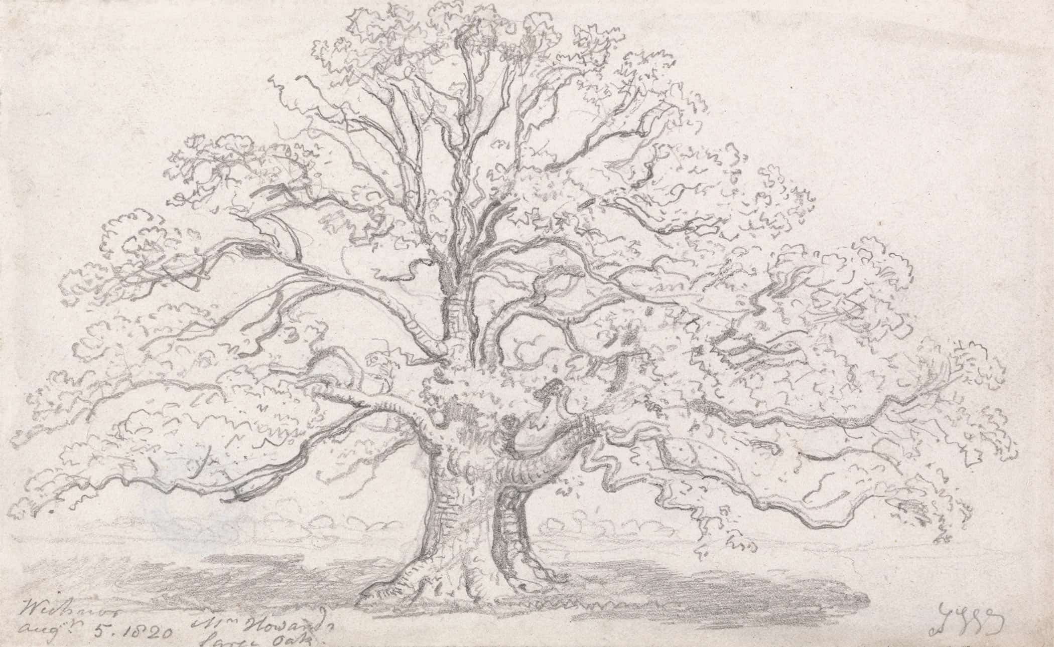 Mr Howards Large Oak August by James Ward - Image 2