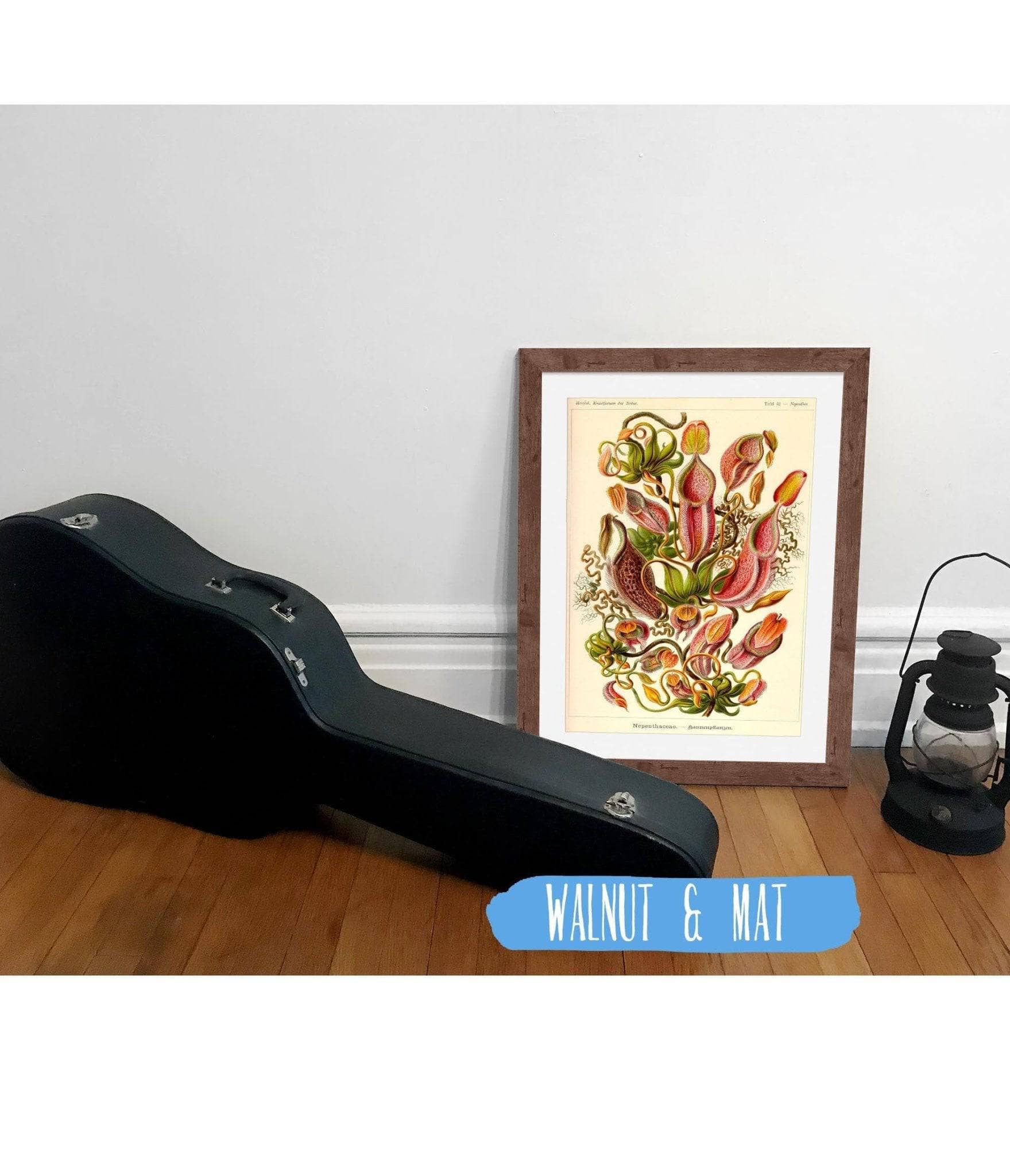 Nepenthes (Nepenthaceae). - Kannenpflanzen - Image 5