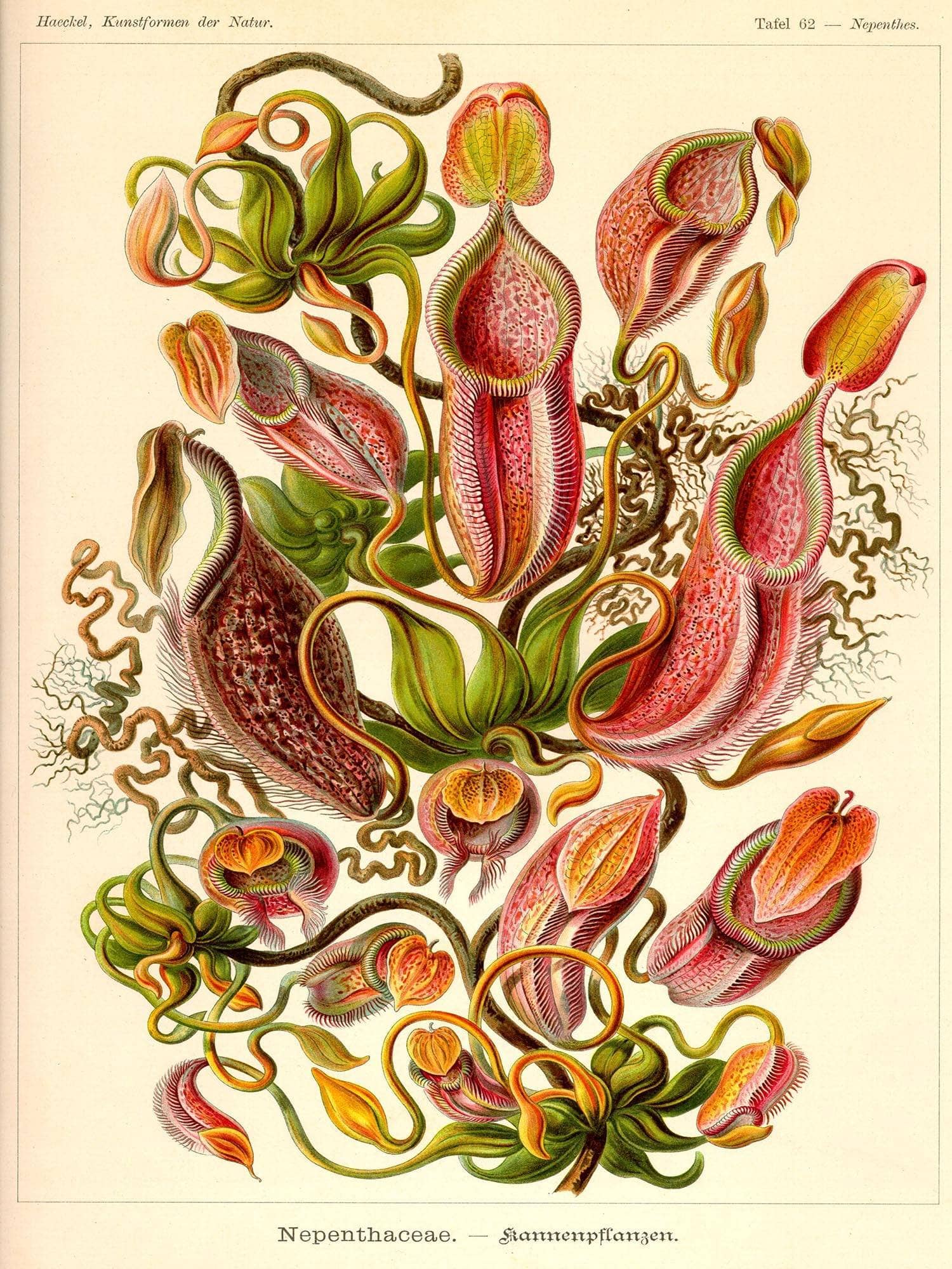 Nepenthes (Nepenthaceae). - Kannenpflanzen - Image 7