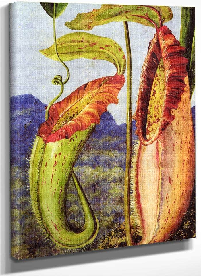 Nepenthes Northiana By Marianne North