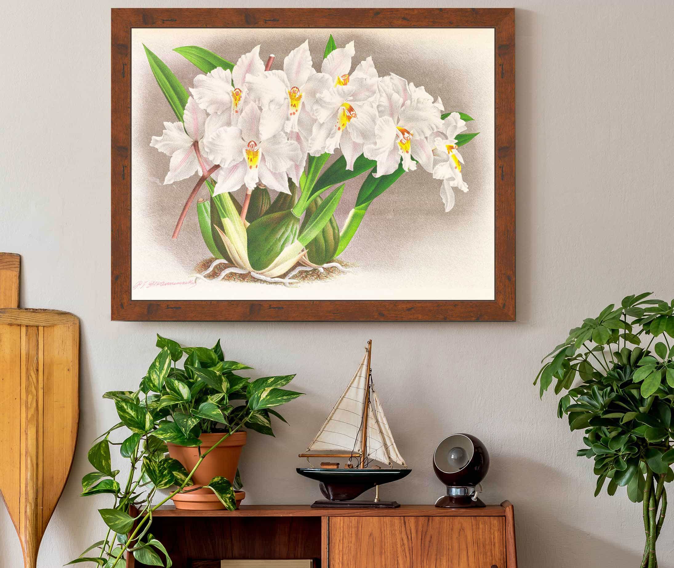 Odontoglossum Alexandrae by Jean Jules Linden - Image 3