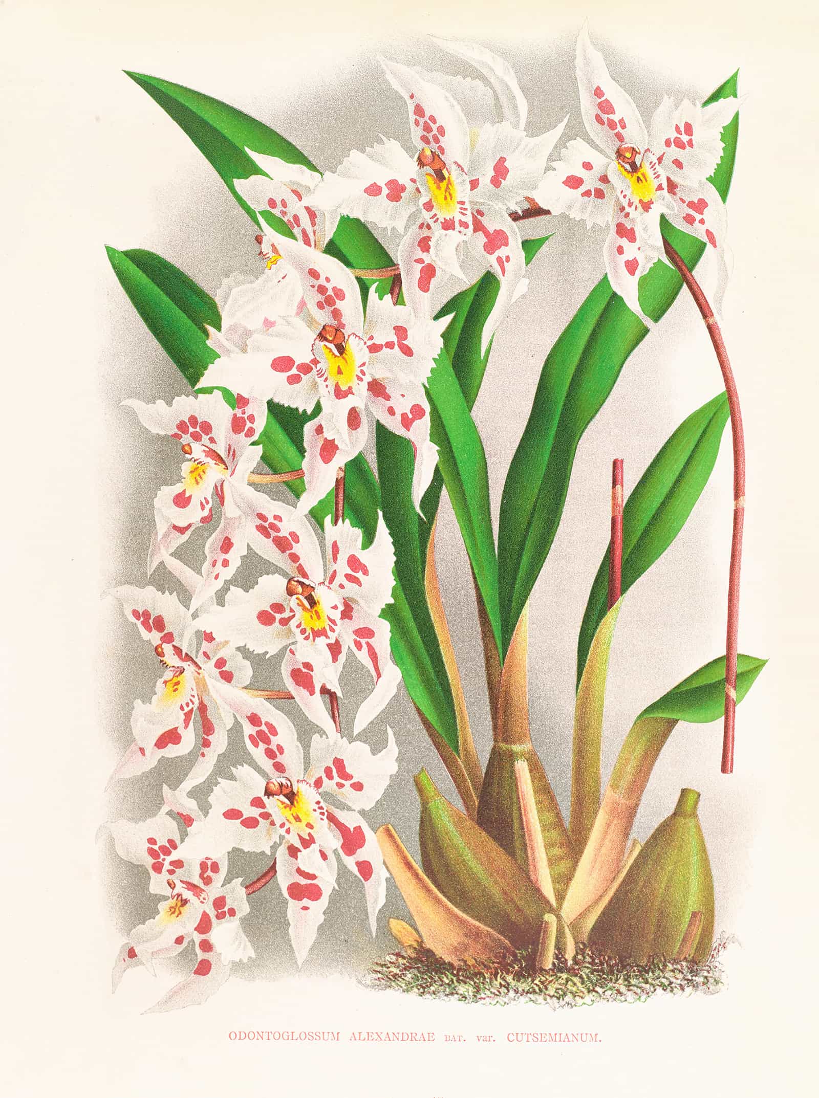 Odontoglossum Alexandrae Var Cutsemianum by Jean Jules Linden - Image 2