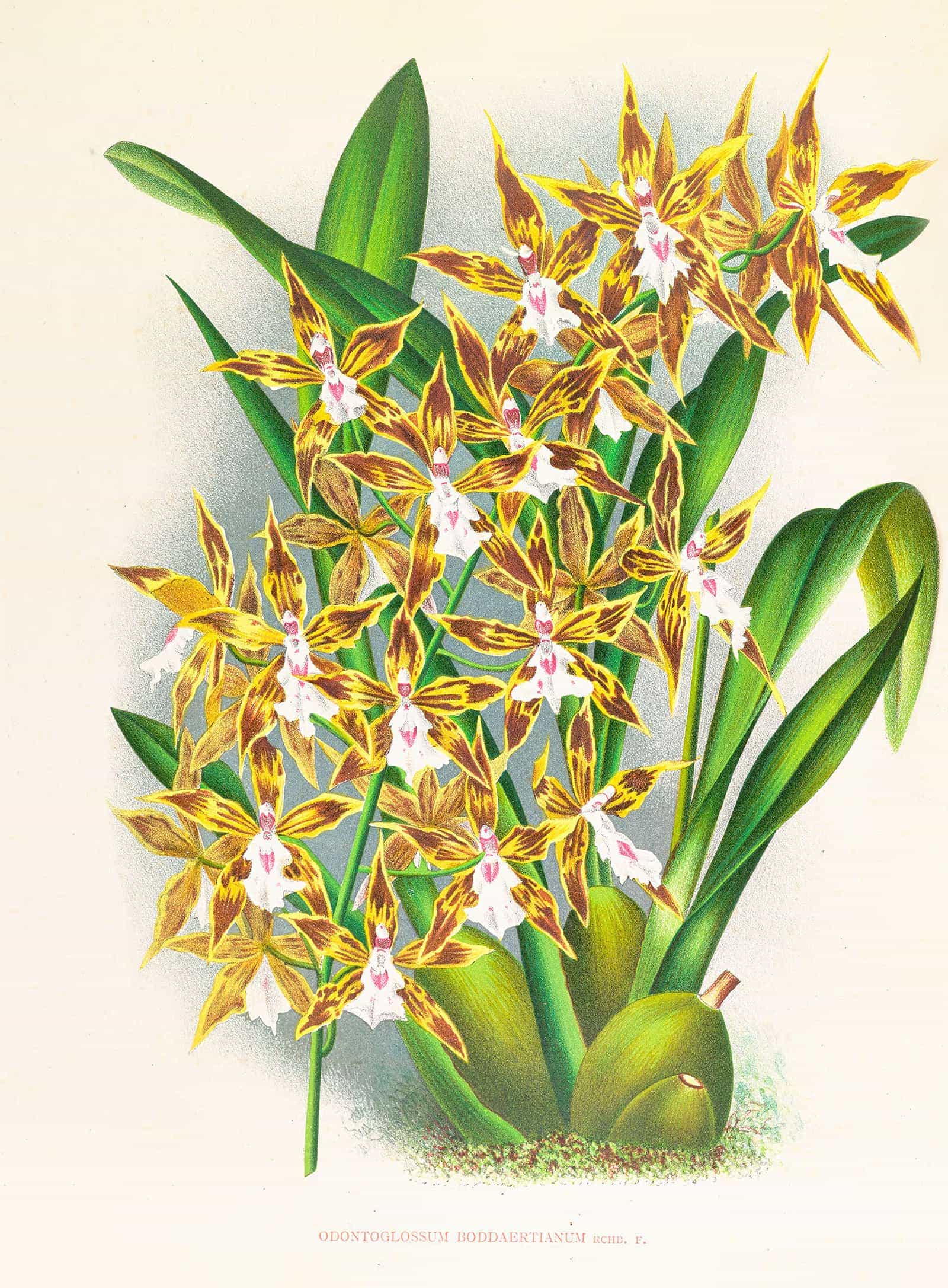 Odontoglossum Boddaertianum by Jean Jules Linden - Image 2