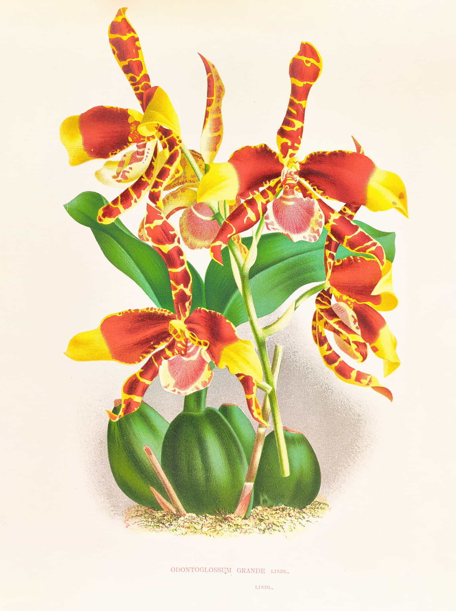 Odontoglossum Grande by Jean Jules Linden - Image 2