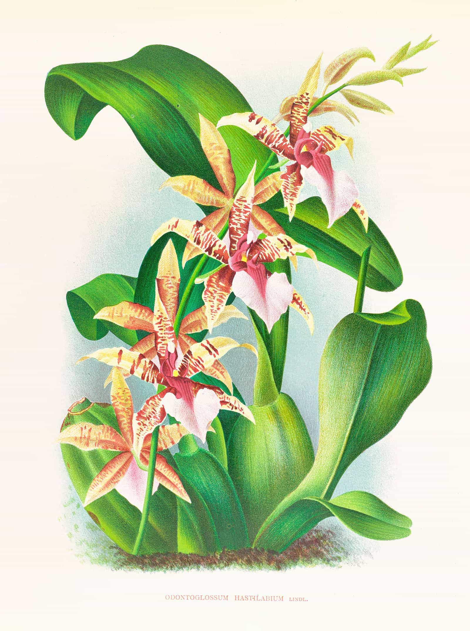 Odontoglossum Hastilabium by Jean Jules Linden - Image 2