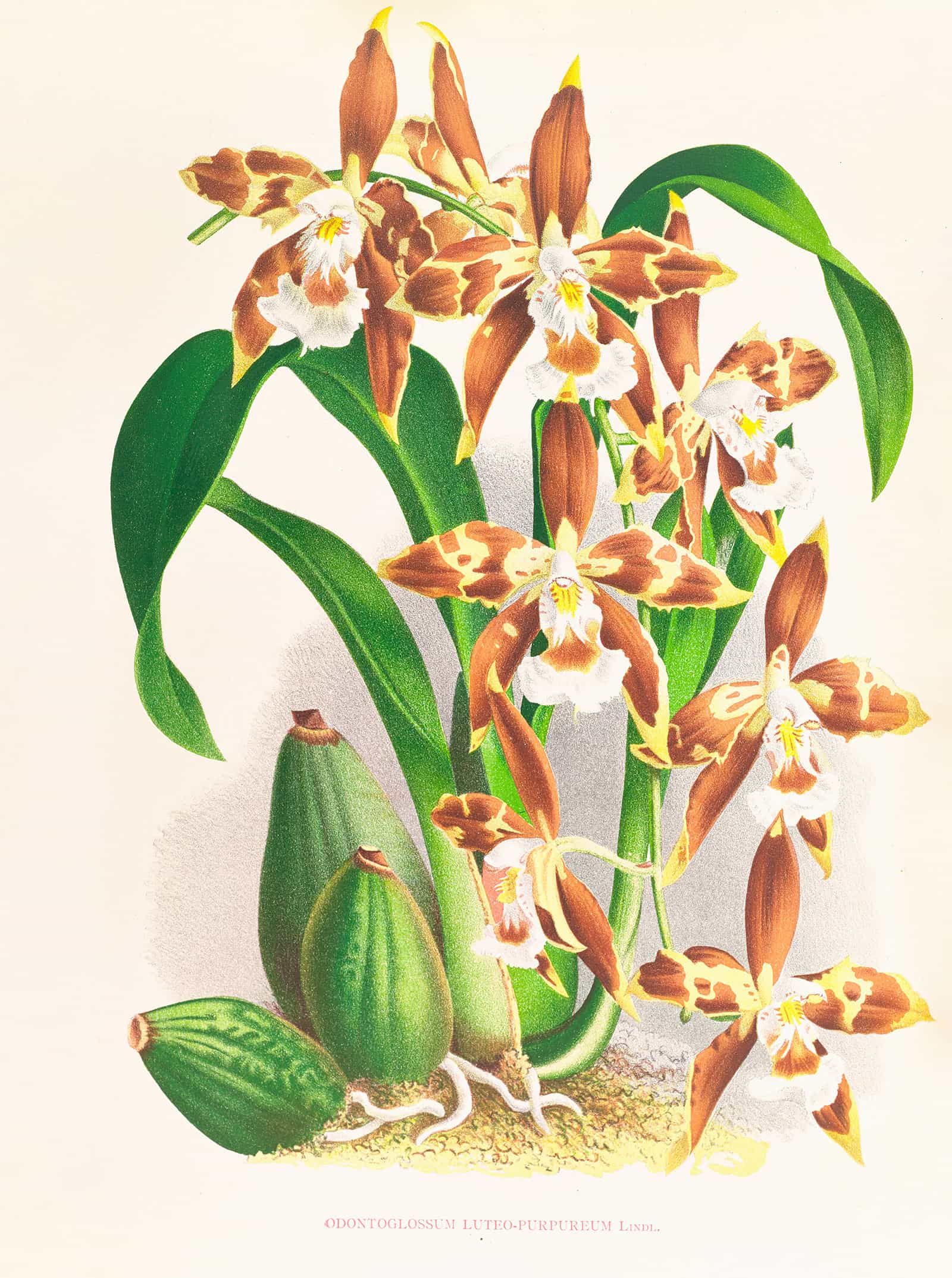 Odontoglossum Luteo Purpureum by Jean Jules Linden - Image 2