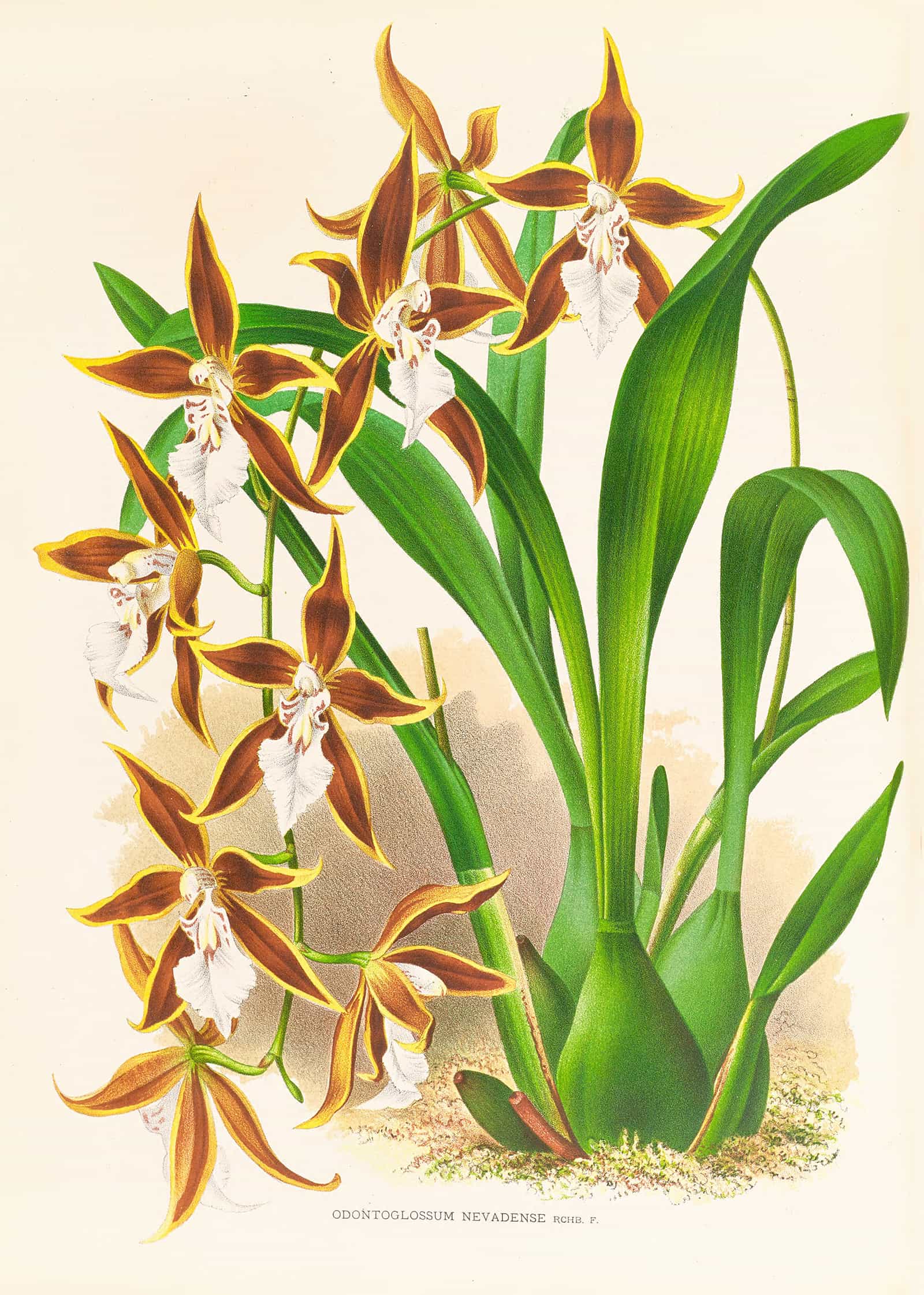 Odontoglossum Nevadense by Jean Jules Linden - Image 2