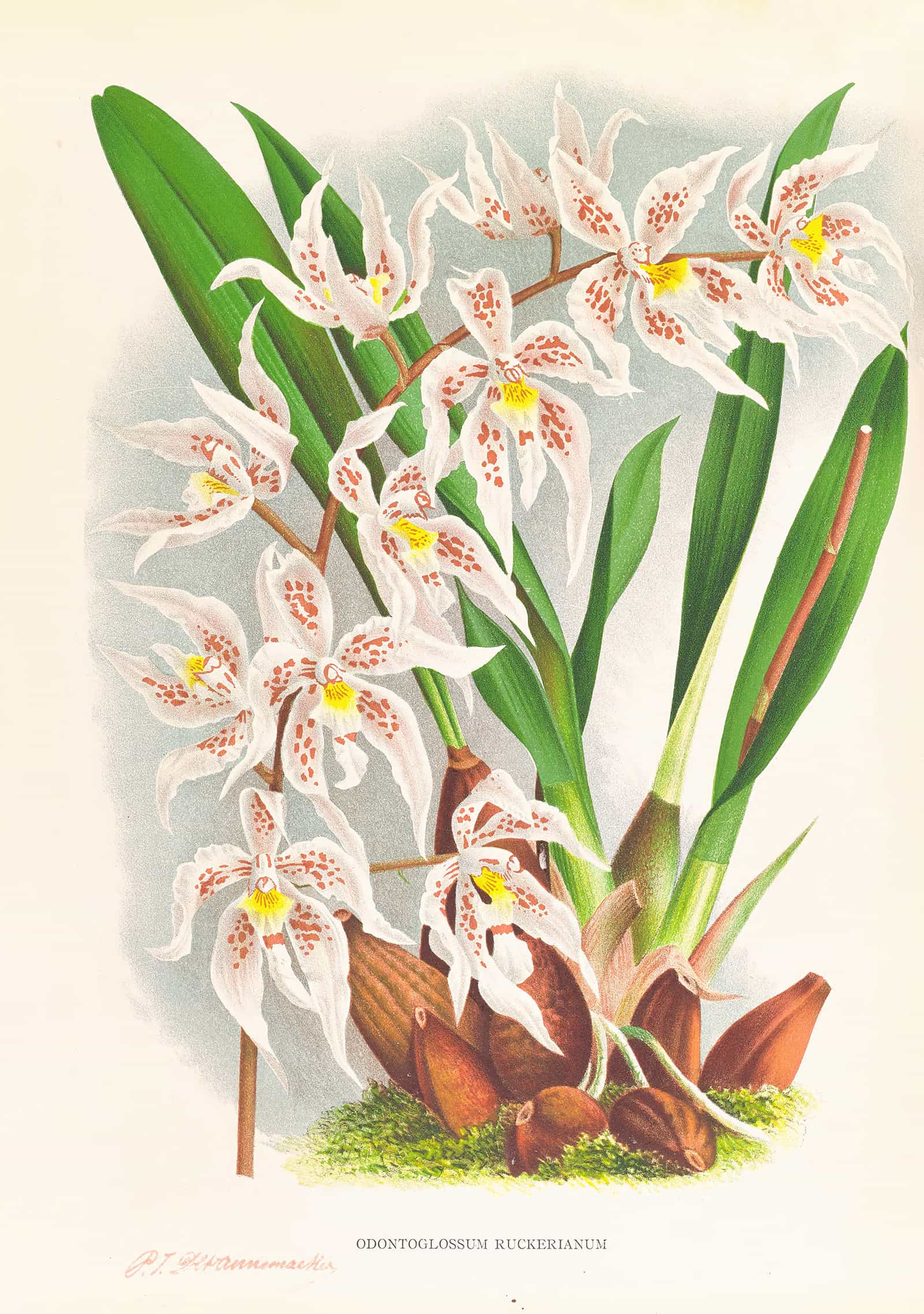 Odontoglossum Ruckerianum by Jean Jules Linden - Image 2