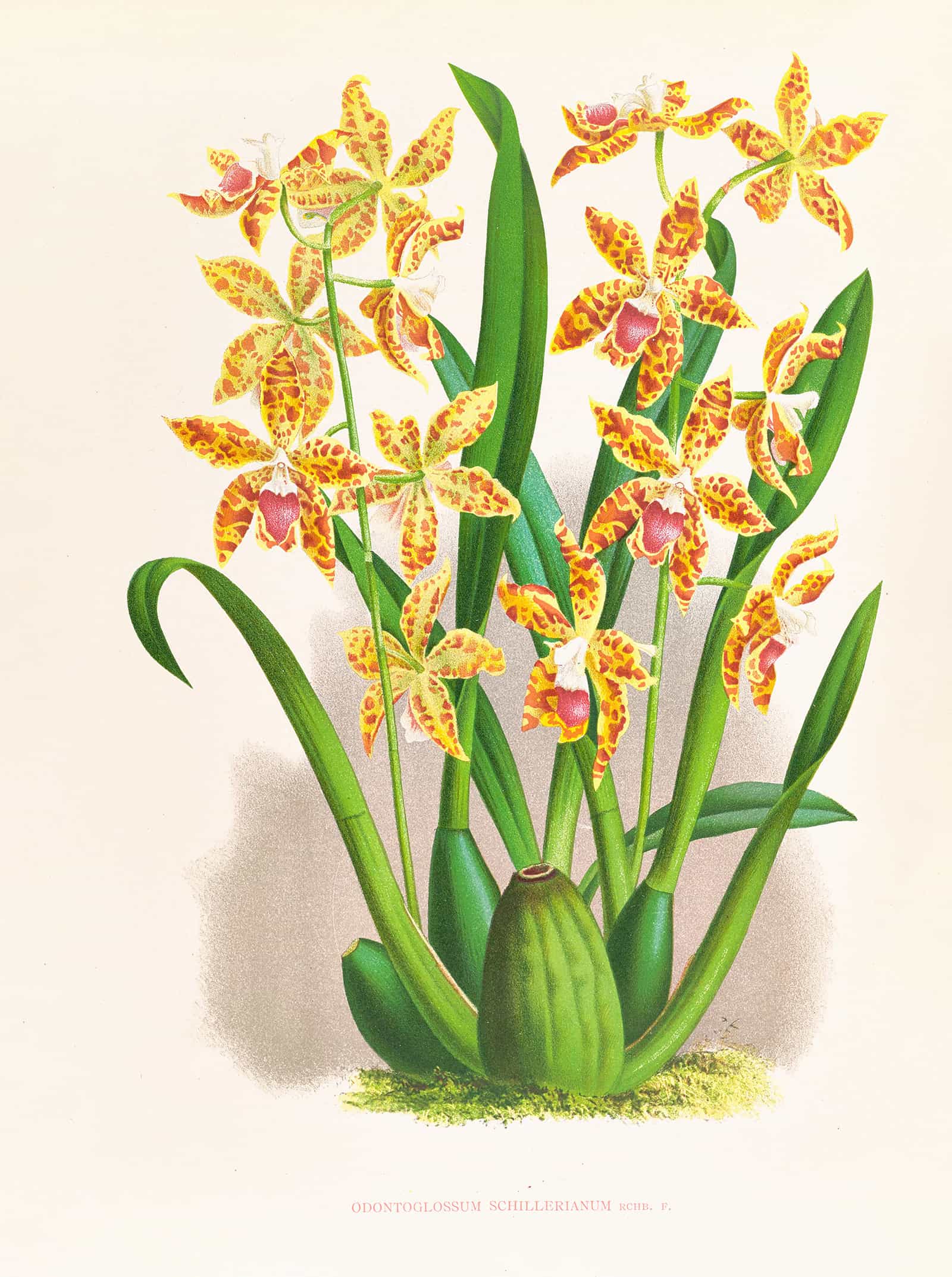 Odontoglossum Schillerianum by Jean Jules Linden - Image 2