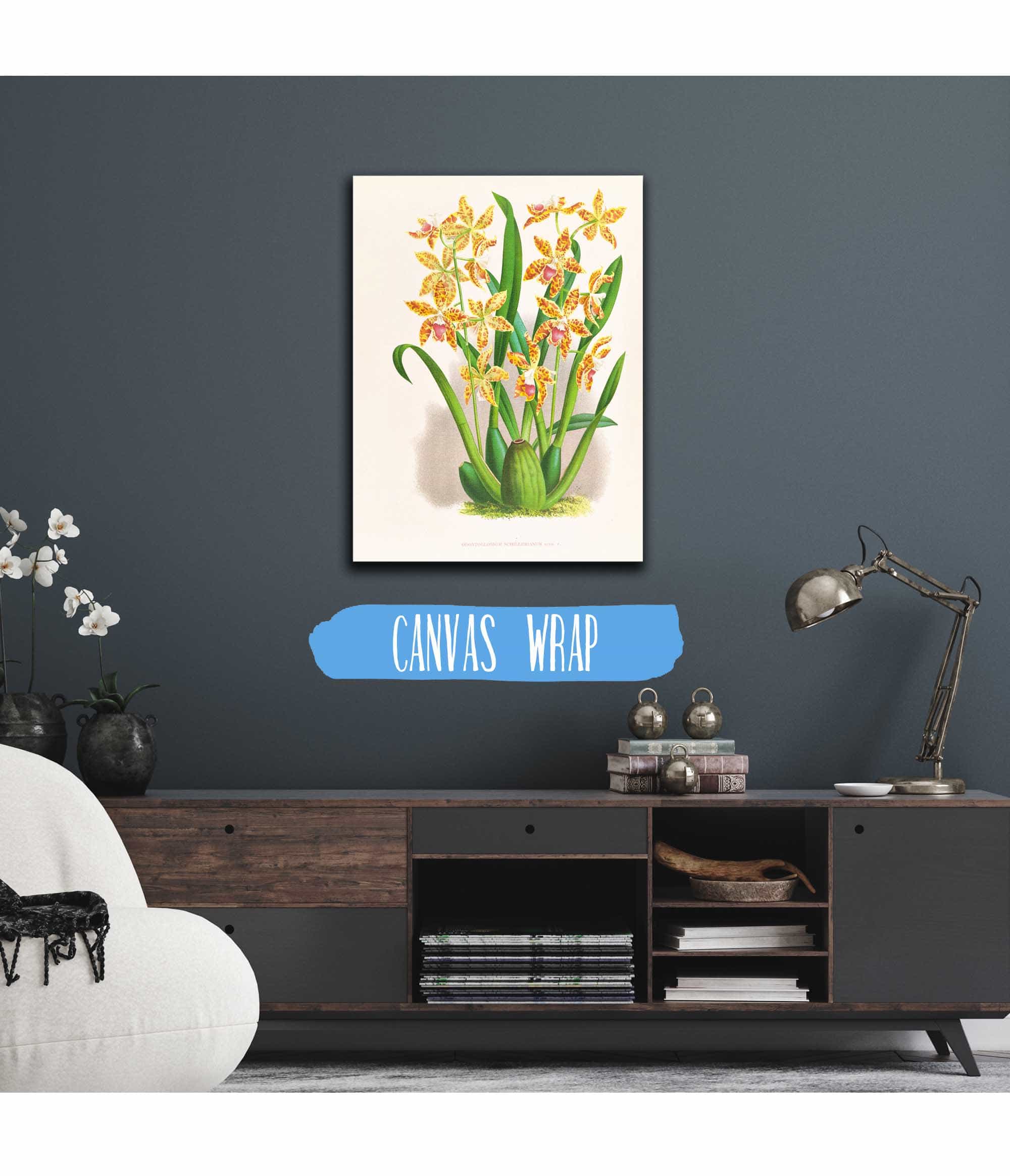 Odontoglossum Schillerianum by Jean Jules Linden - Image 3