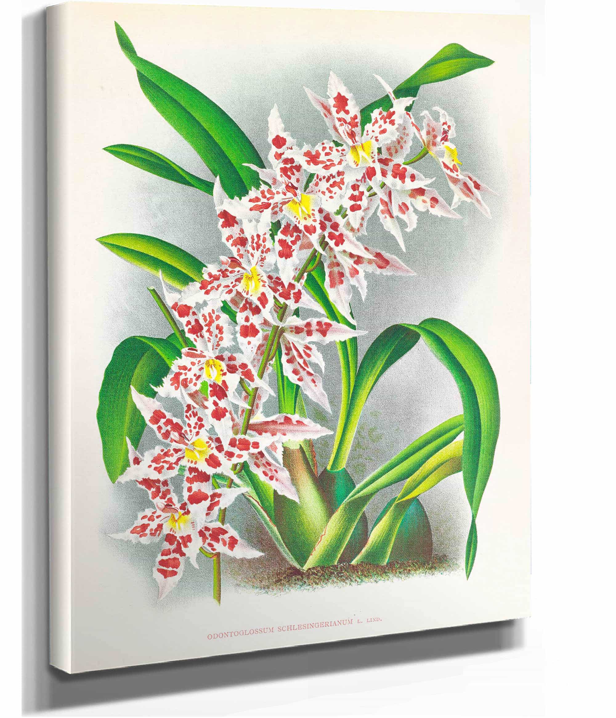 Odontoglossum Schlesingerianum by Jean Jules Linden