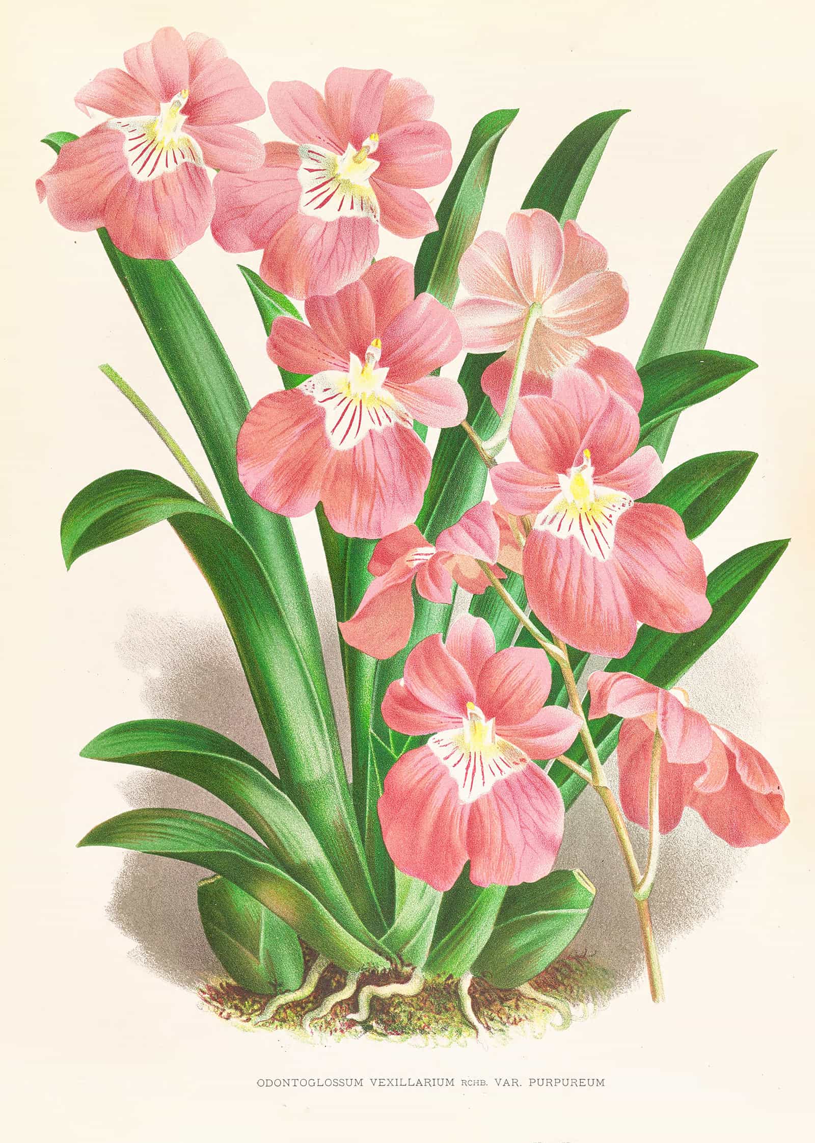 Odontoglossum Vexillarium by Jean Jules Linden - Image 2