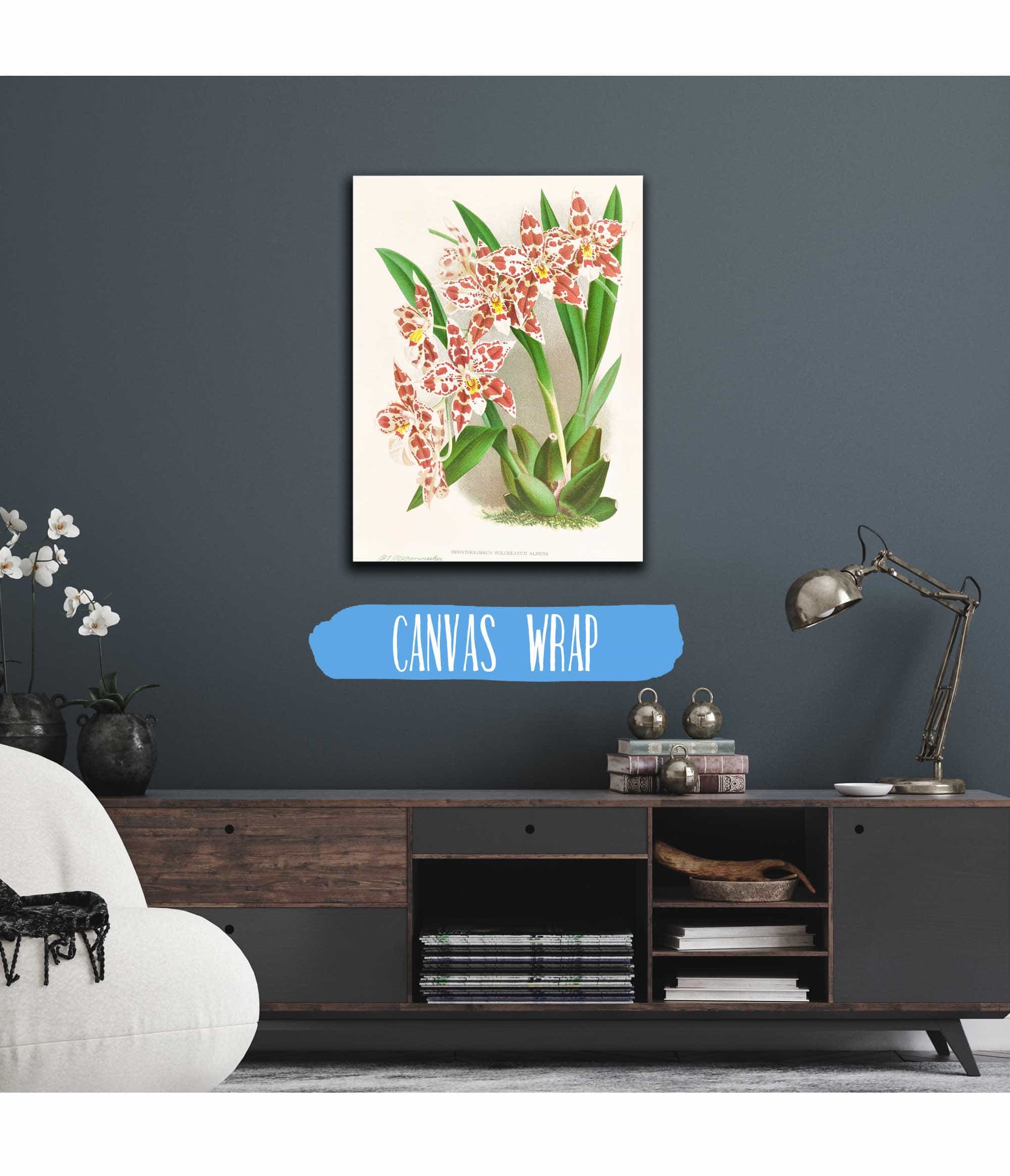 Odontoglossum Wilckeanum Albens by Jean Jules Linden - Image 3