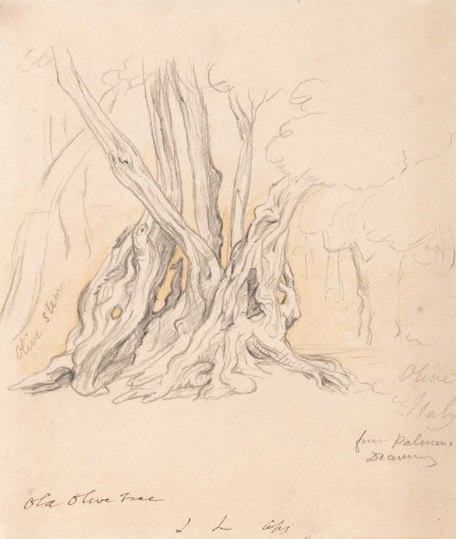 Old Olive Tree by John Linnell - Image 2