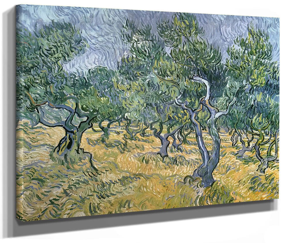 Olive Grove By Vincent Van Gogh
