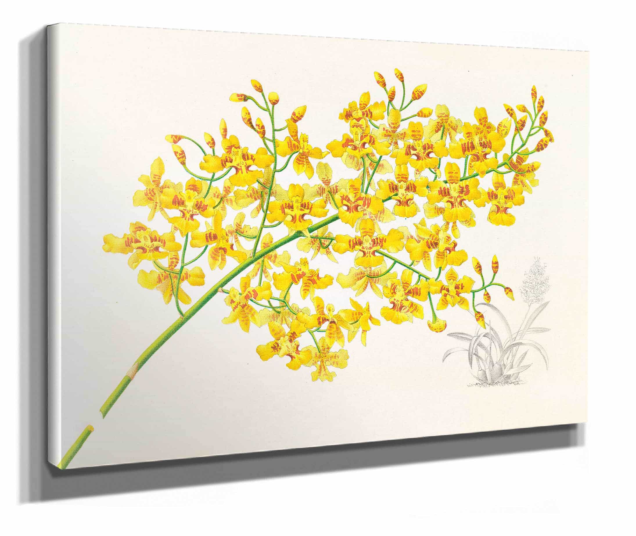 Oncidium Aurosum by Jean Jules Linden - Image 2