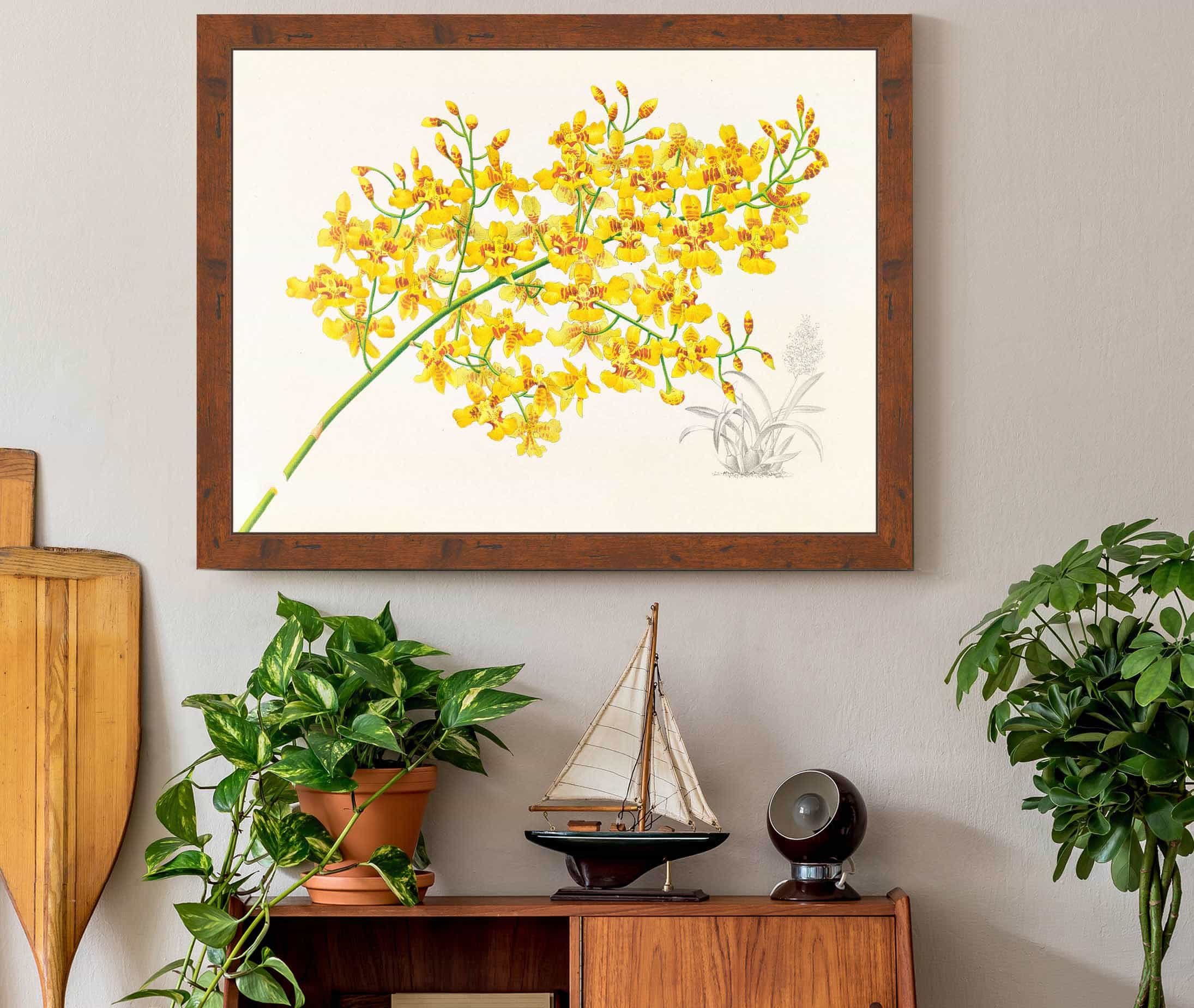 Oncidium Aurosum by Jean Jules Linden - Image 3
